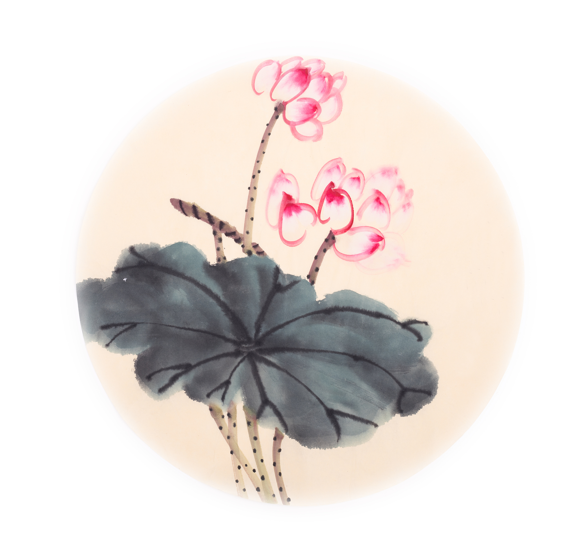 打碗花花的特点