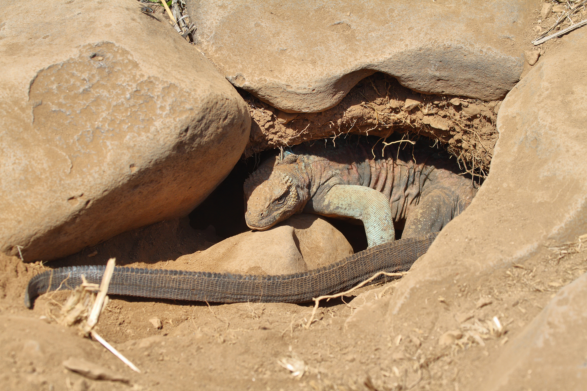 galapagos marine iguana in a burrow