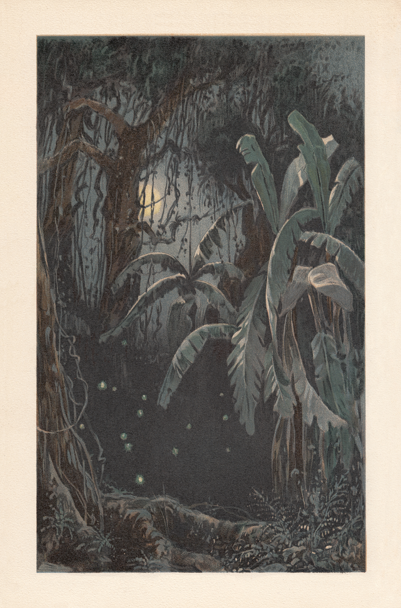 moonlit night in the tropics with swarming fireflies, lithograph