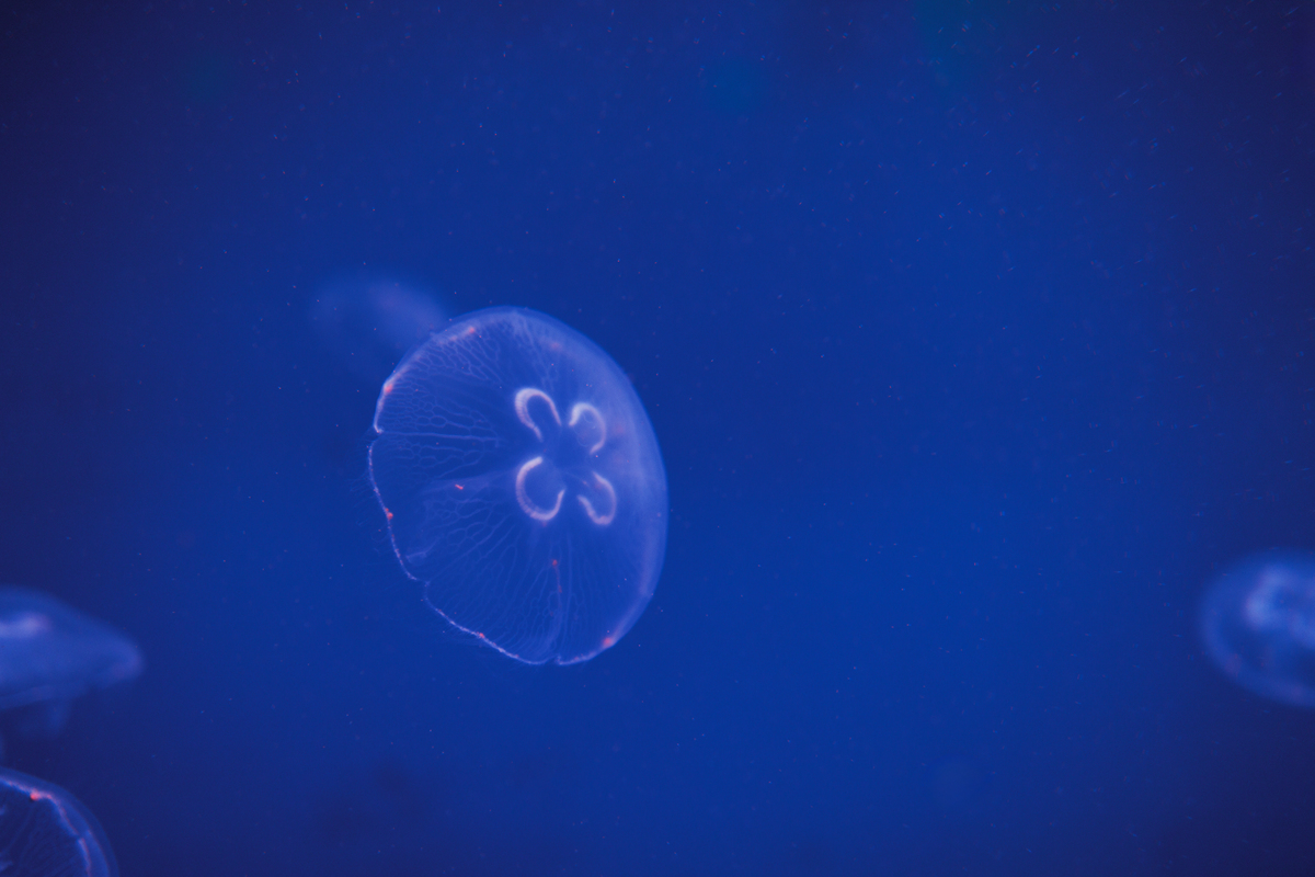 Unmanned Aerial Underwater Vehicle UAUV in the Ocean Sensor Network的创新性贡献及影响力