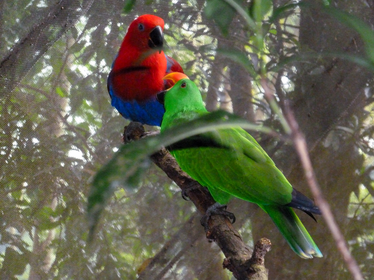鹦鹉记忆训练方法：快速让你的鹦鹉学会说话