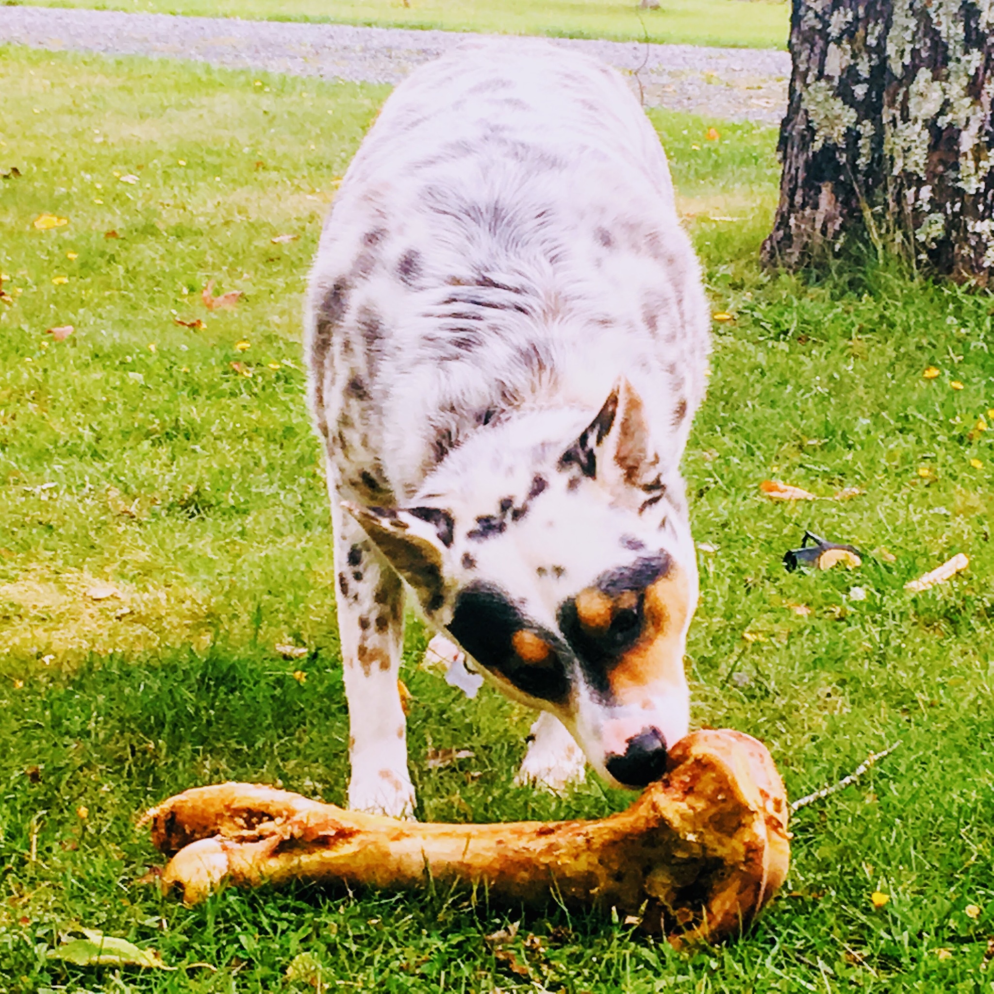 动物只吃草为什么不会营养不良