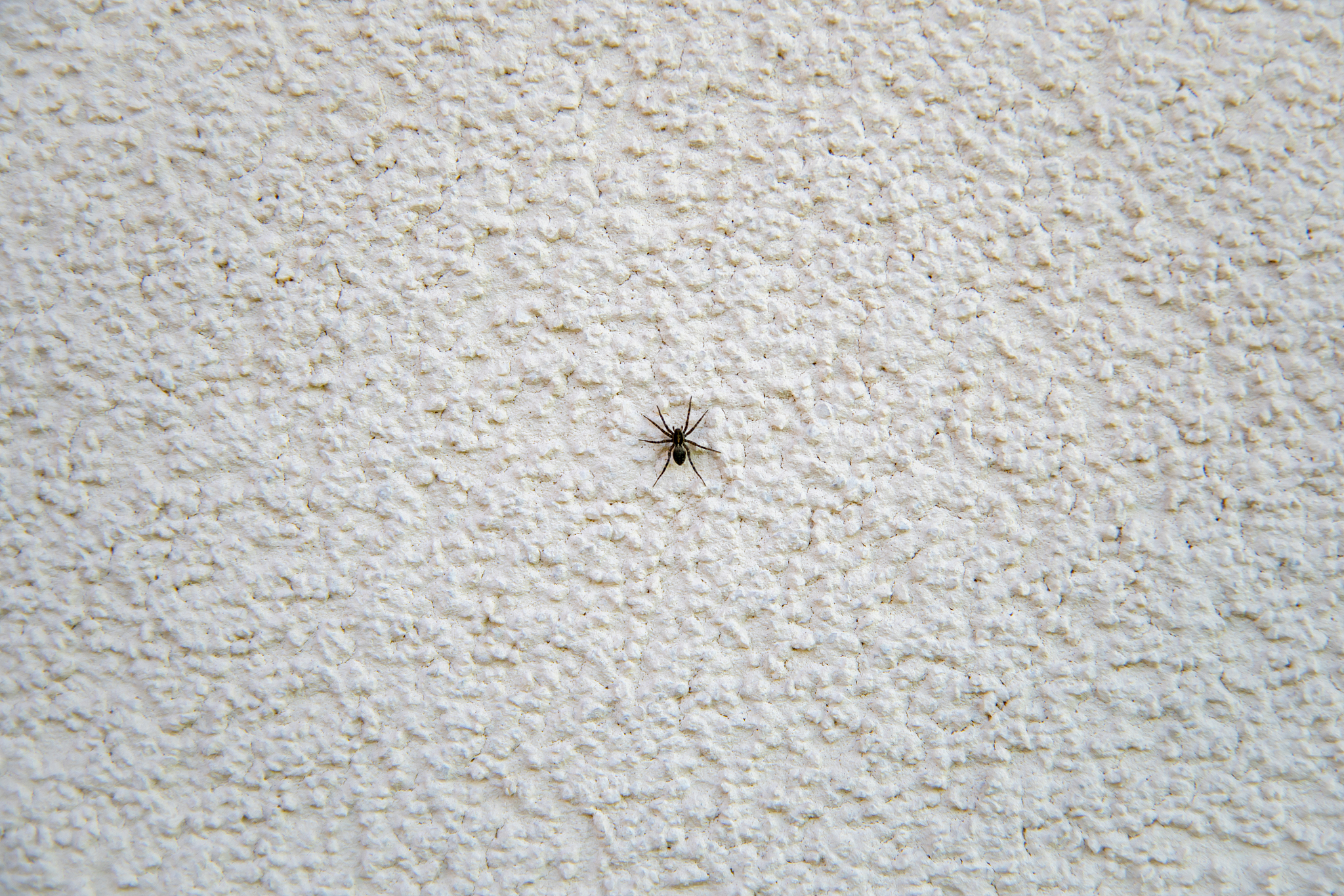 spider on the exterior wall of a family house