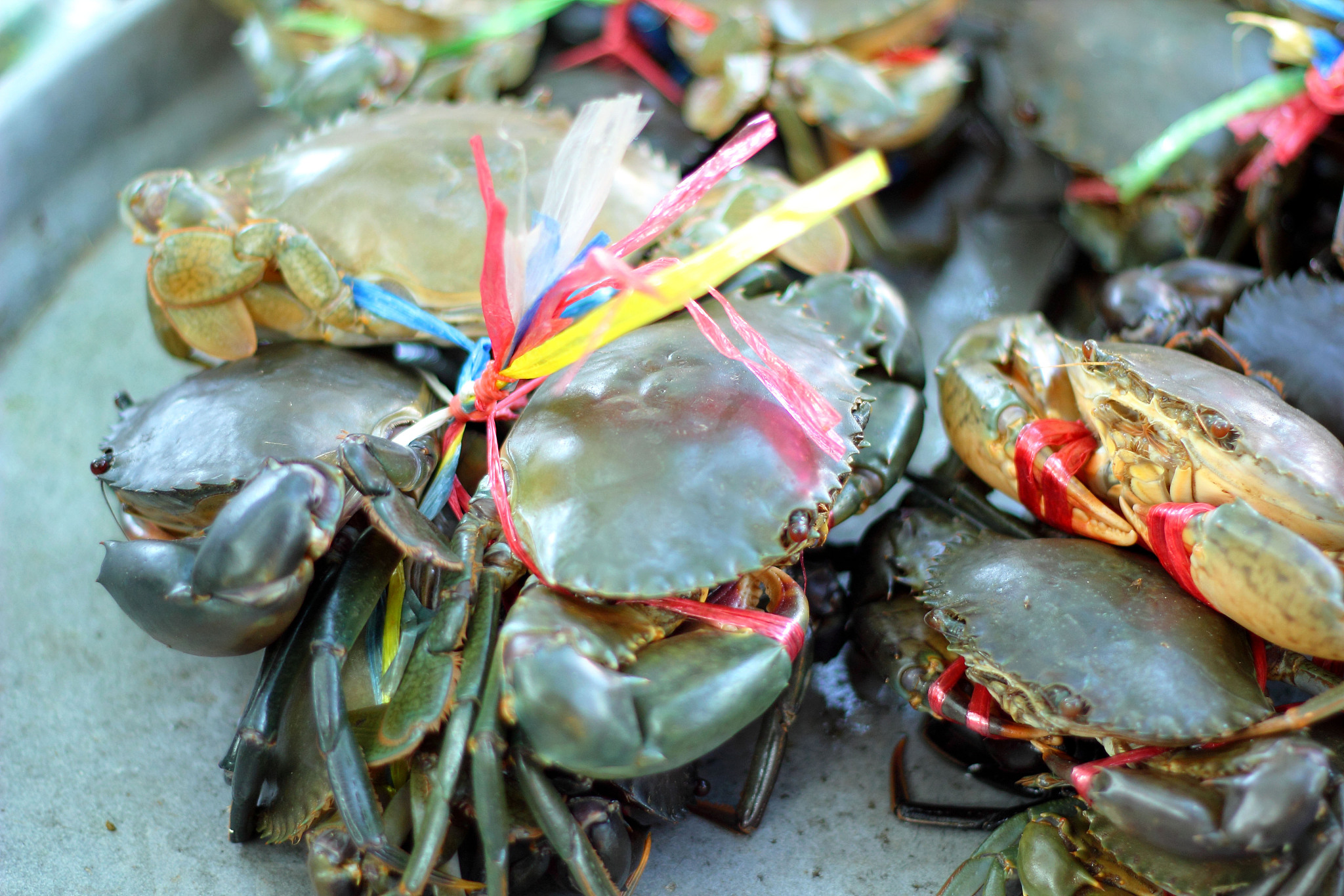 fresh crab at the market