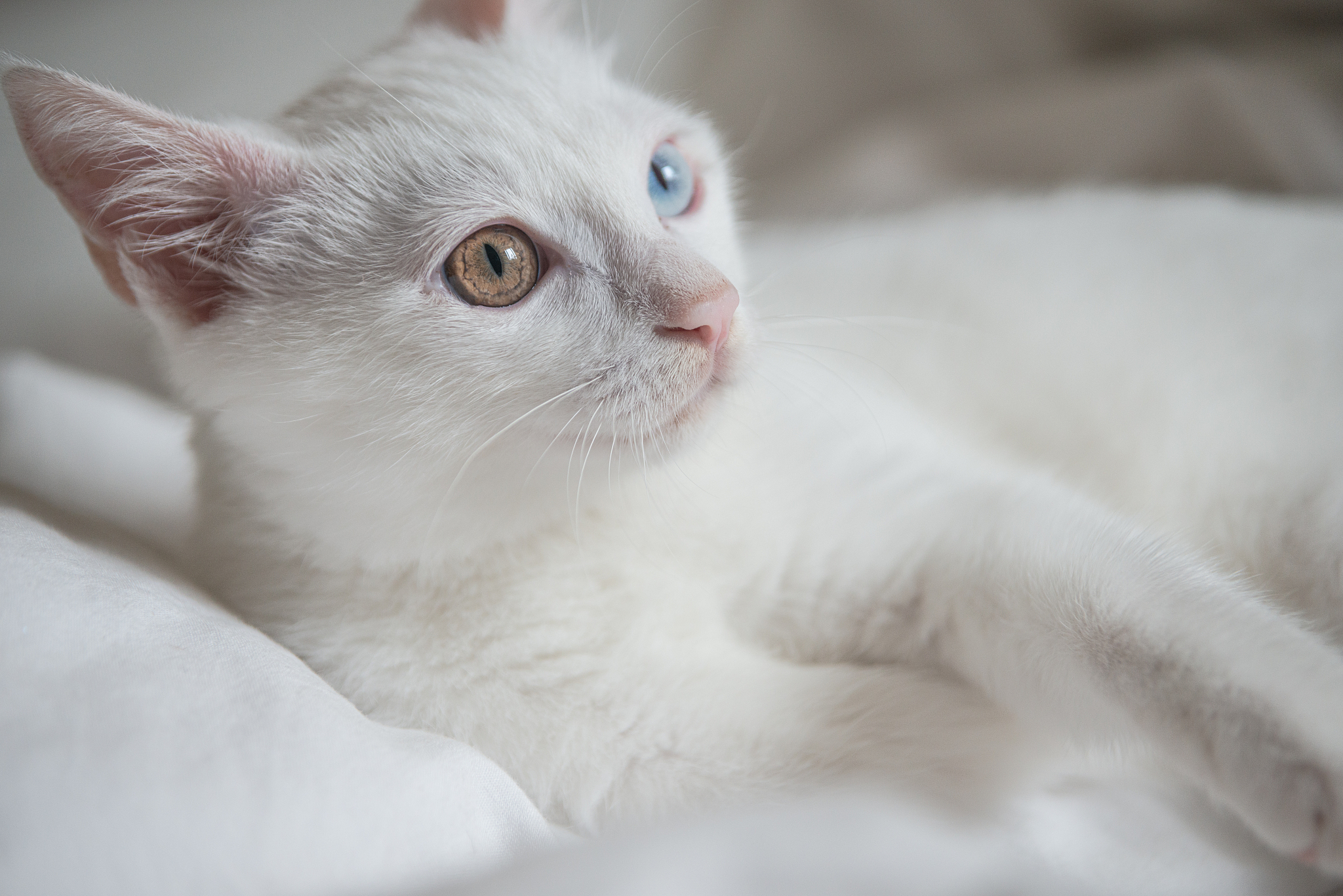 猫咪的魅力：温柔、可爱、充满活力