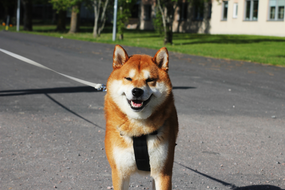 柴犬智商排名第11！聪明、忠诚、易训练，是理想宠物