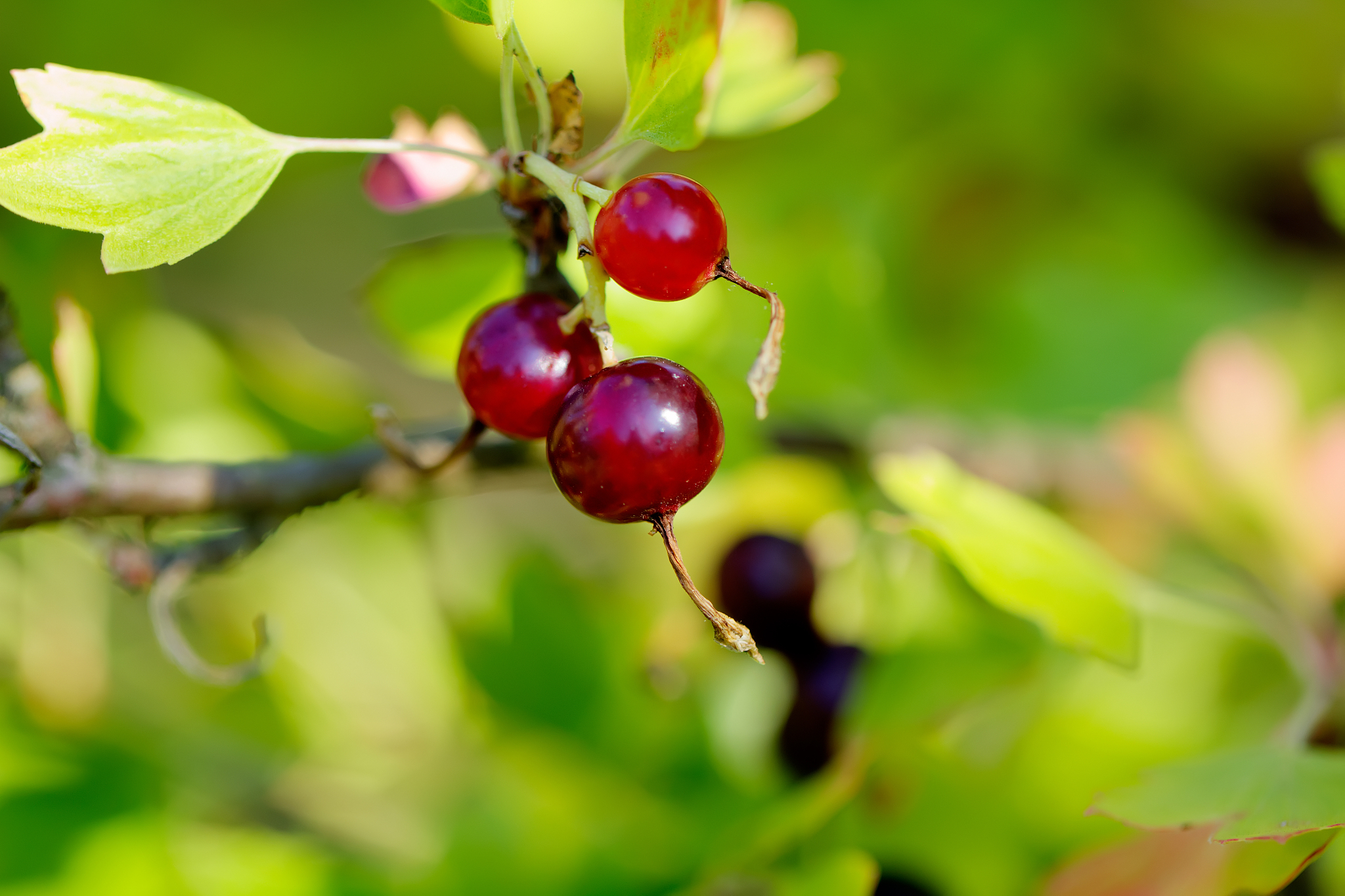 blackcurrant. summer garden.