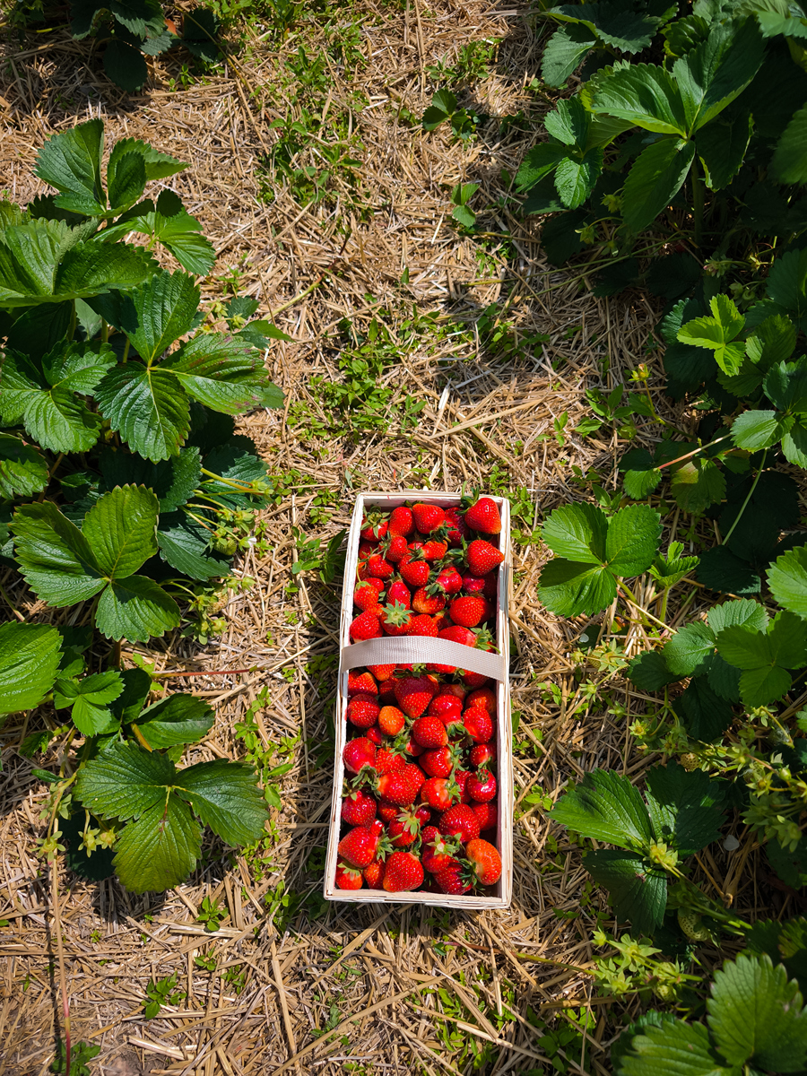 如何发挥草莓的休闲旅游功能