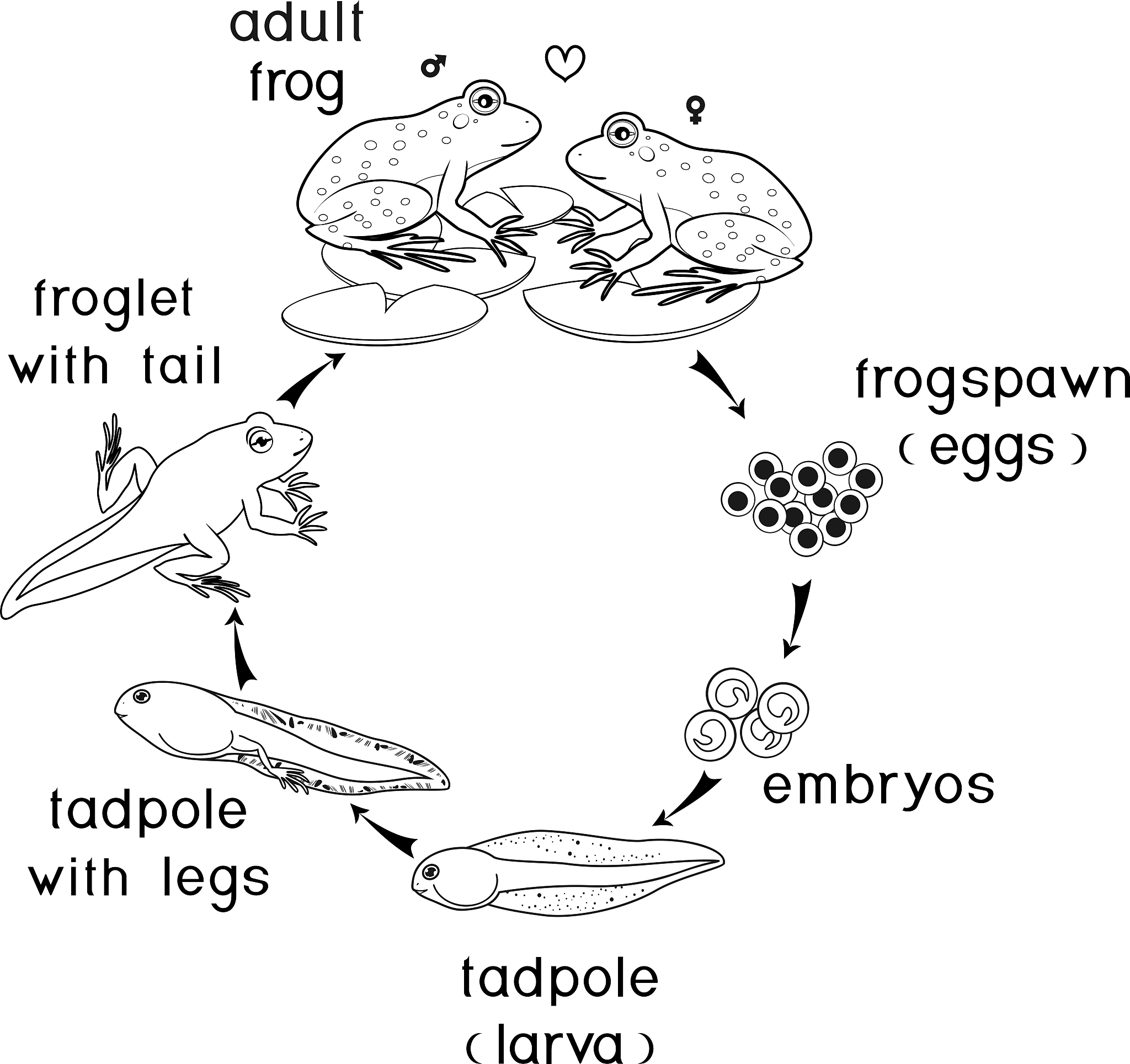 MAPK通路对糖酵解的影响：机制与调控