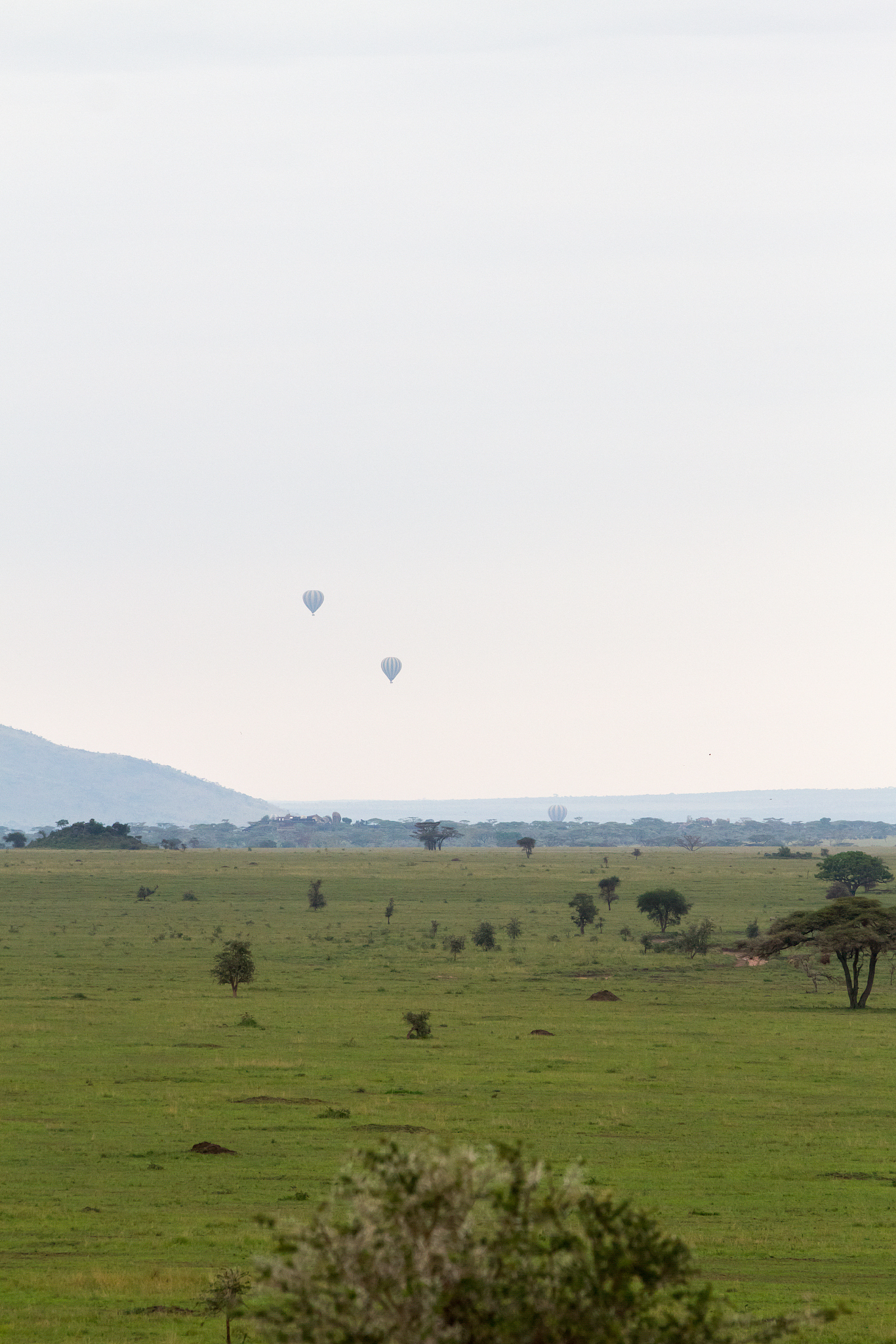 serengeti national park, tanzanian national park in the serenget