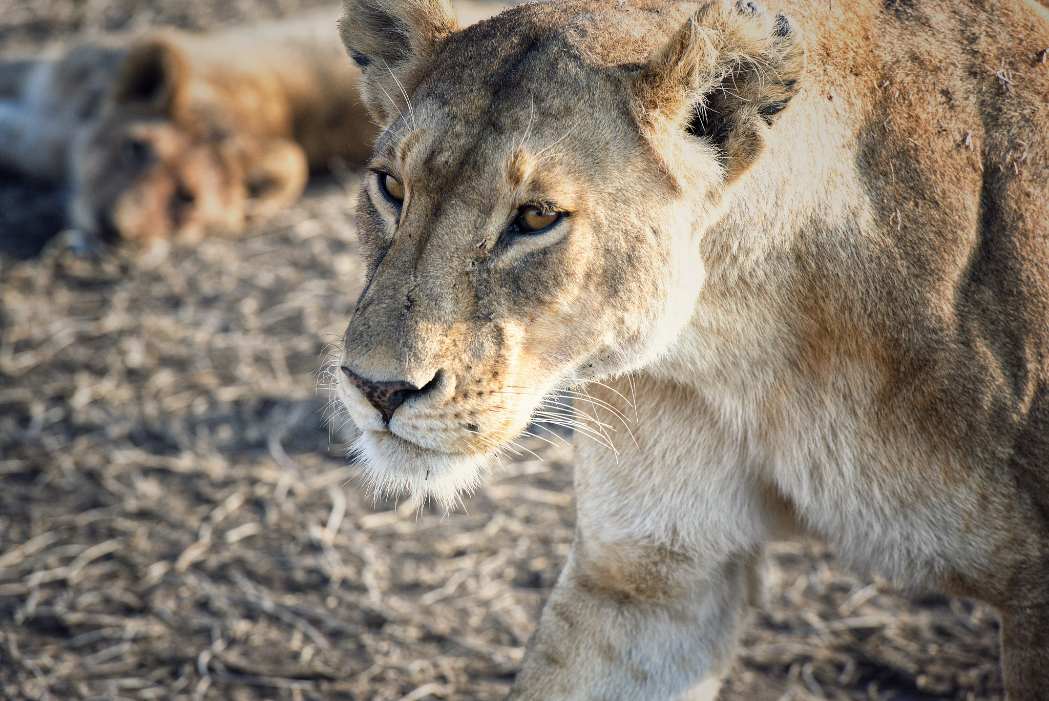 herd of lionesses with their cubs resting after a hard night of 