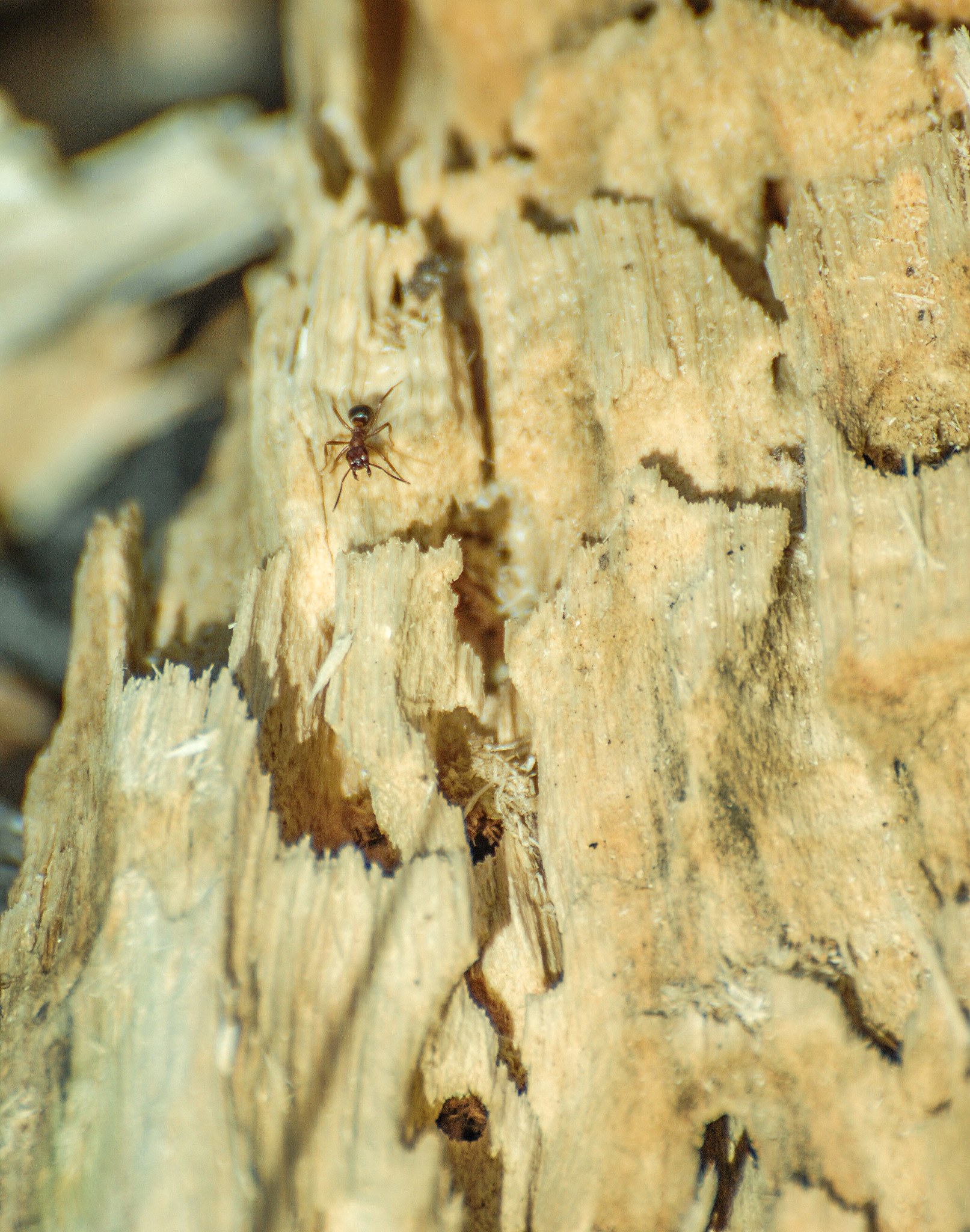 ant close-up