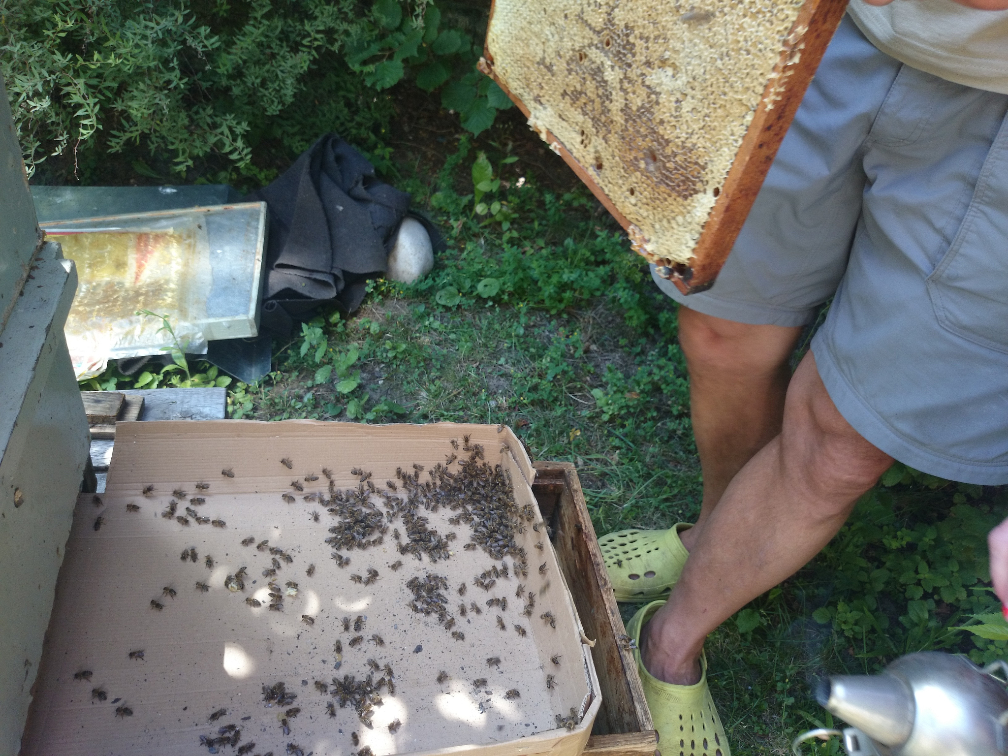 胡蜂灭巢灵使用方法