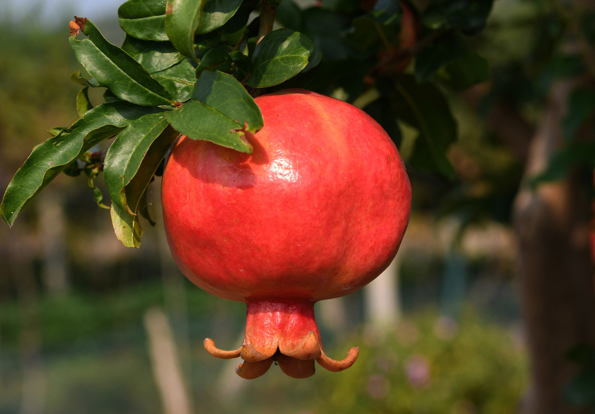 福能源红石榴鲜亮活采面膜适合痘痘肌使用吗？