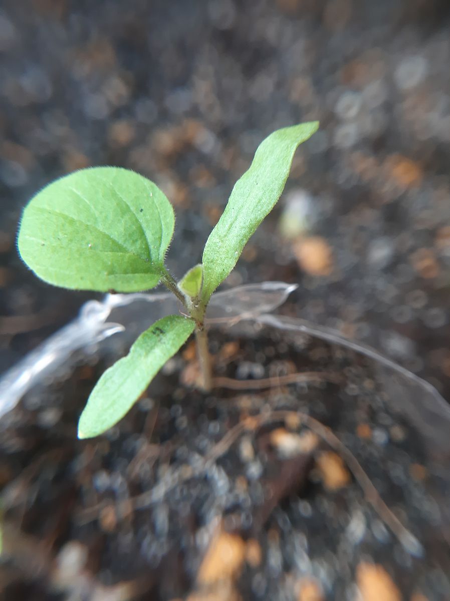 氮肥用量对种子出苗的影响氮肥用量对种子出苗有着显著的影响。一般来说适量的氮肥能够提高种子的萌发率和出苗率促进幼苗生长增加根系发达程度提高植株的抗逆能力和产量。但如果氮肥施用过量则会产生负面影响如抑制种子的萌发导致种子发芽困难或不出苗同时也容易引起病虫害的侵袭从而降低产量。因此在施用氮肥时应根据不同作物、土壤条件和气候等因素合理制定施肥方案避免过量施肥造成不良影响。继续