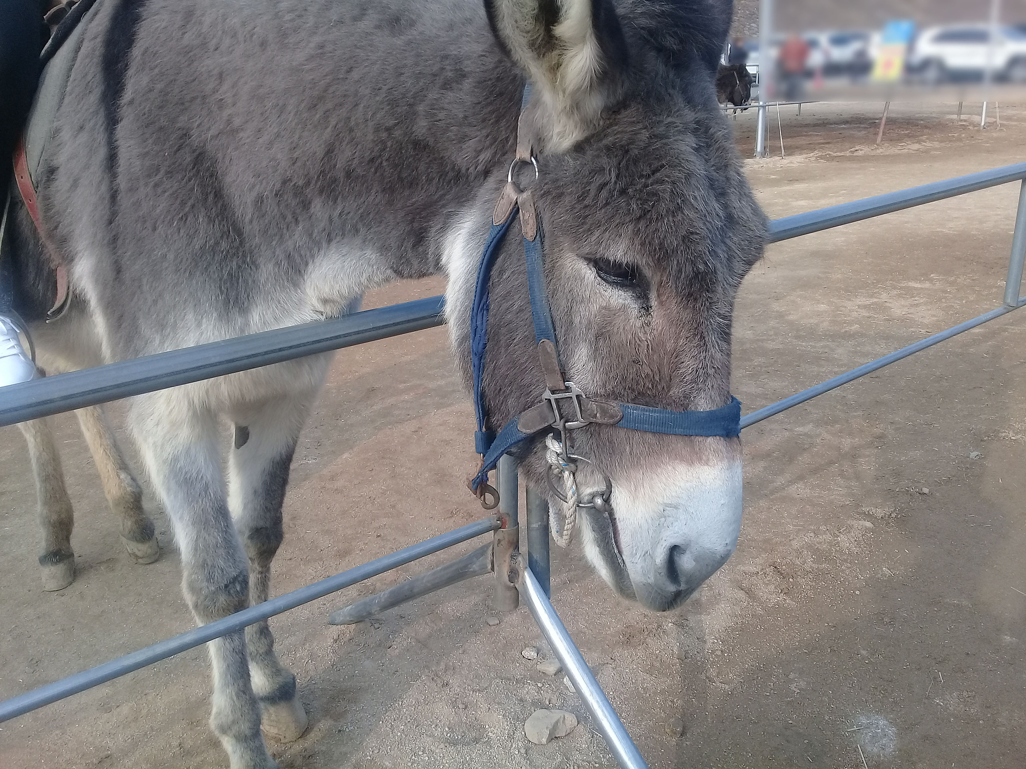 korean donkey in animal pen: a close up