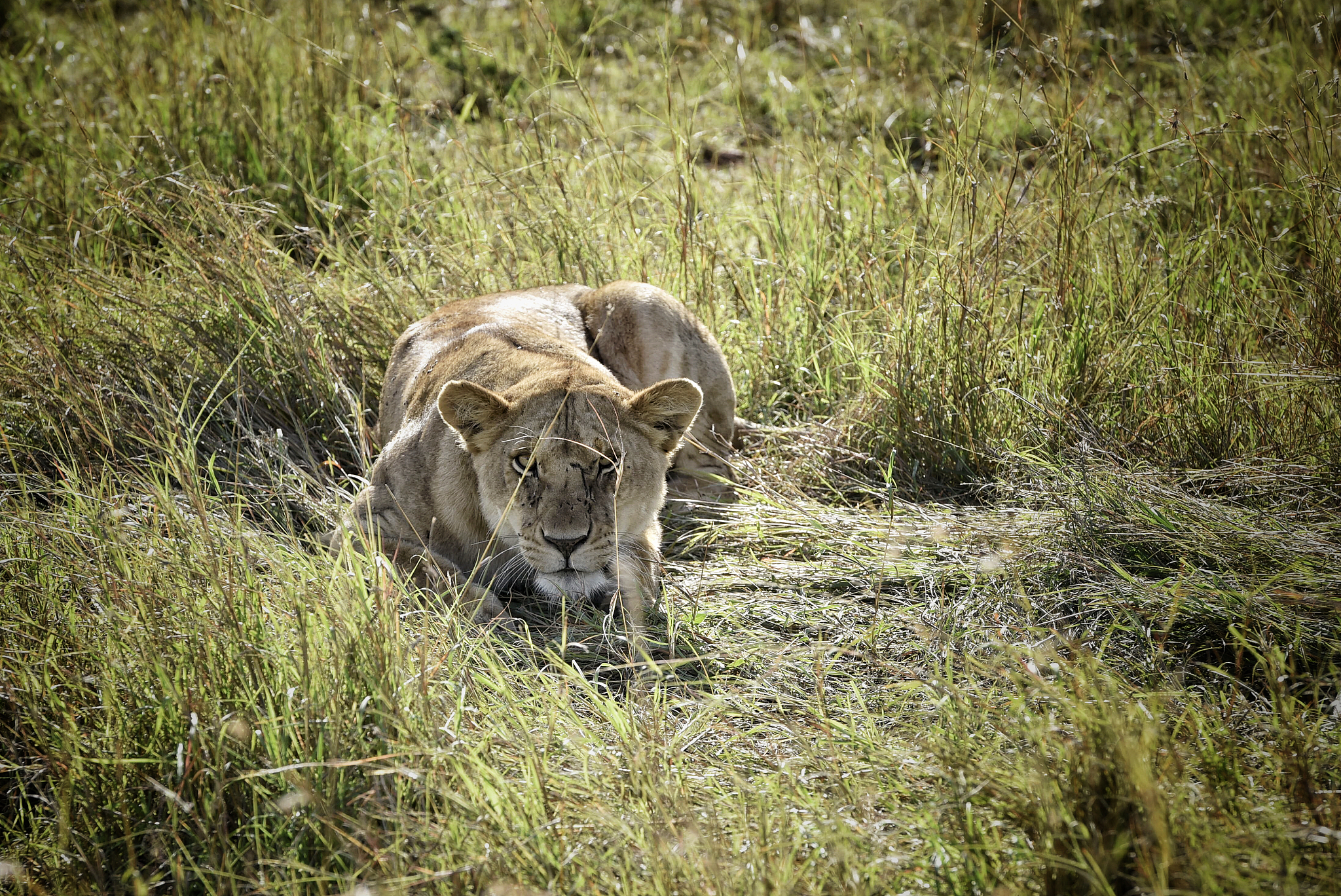 herd of lions prepared to hunt at dusk in the serengeti