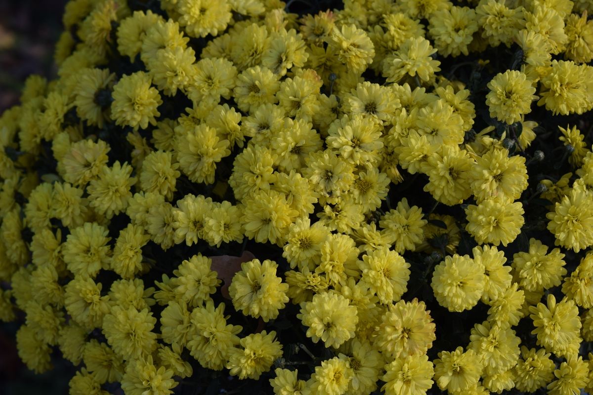 菊花种植指南：从选种到养护，全方位解析菊花种植技巧