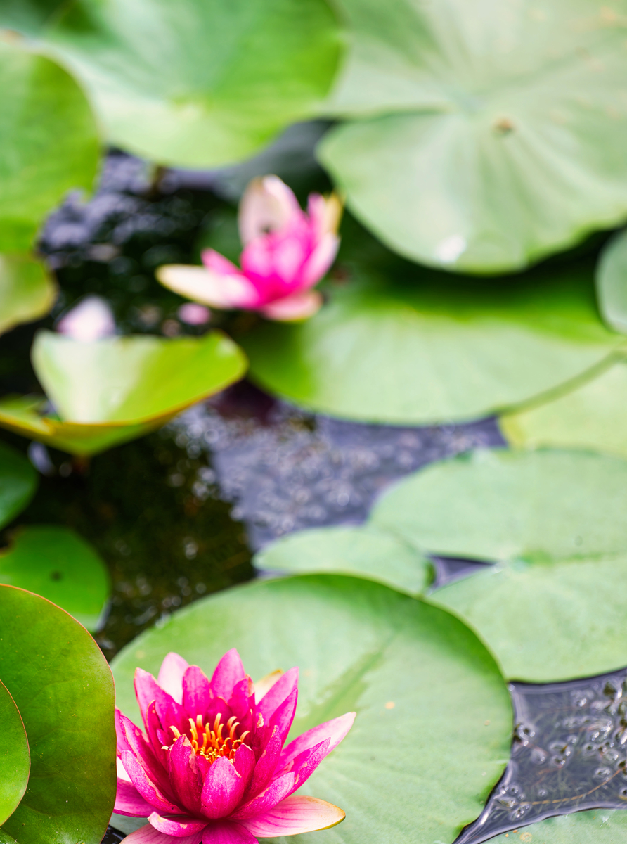 荷花：美丽与坚韧的象征