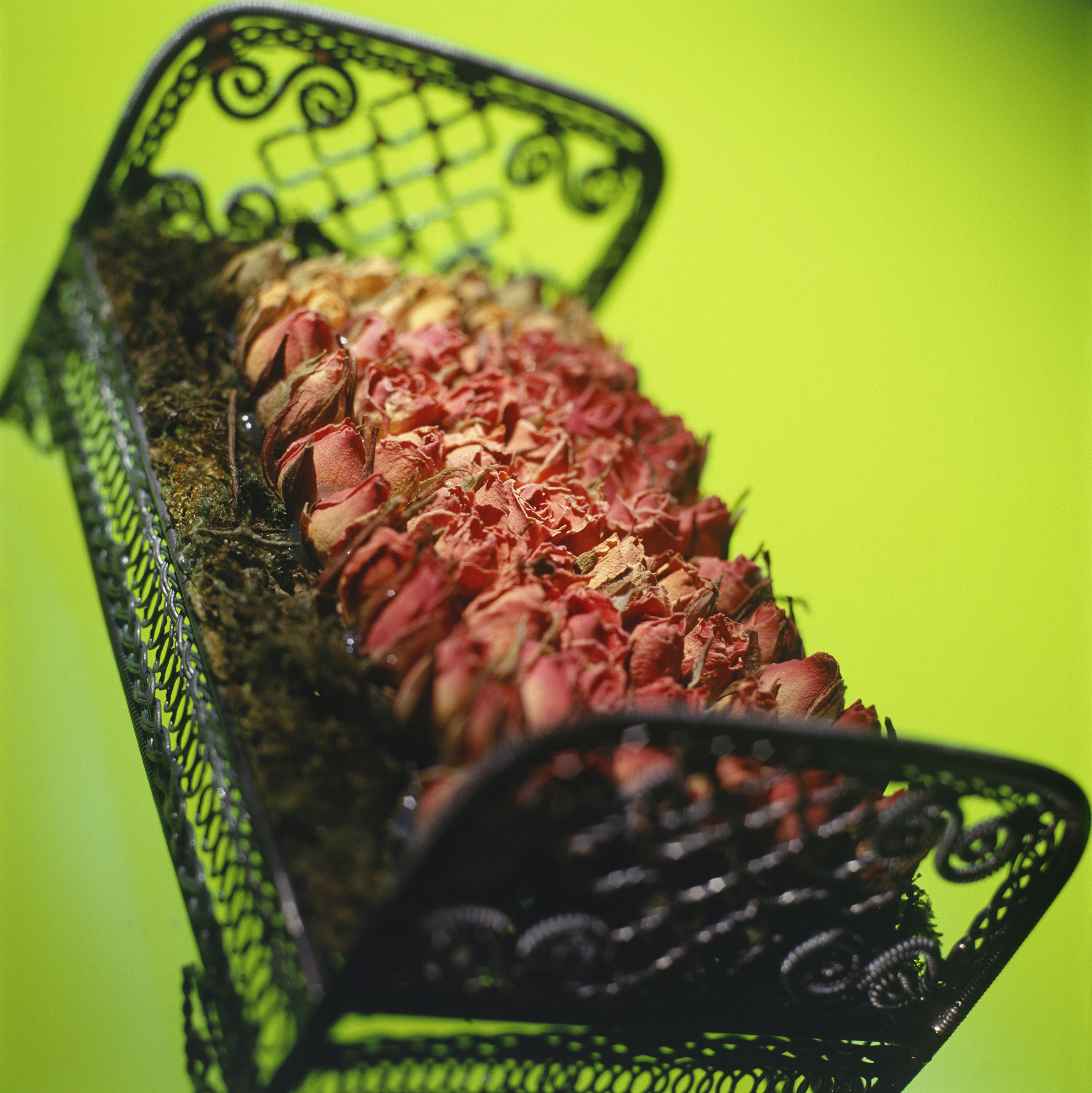 miniature bed of roses on green background