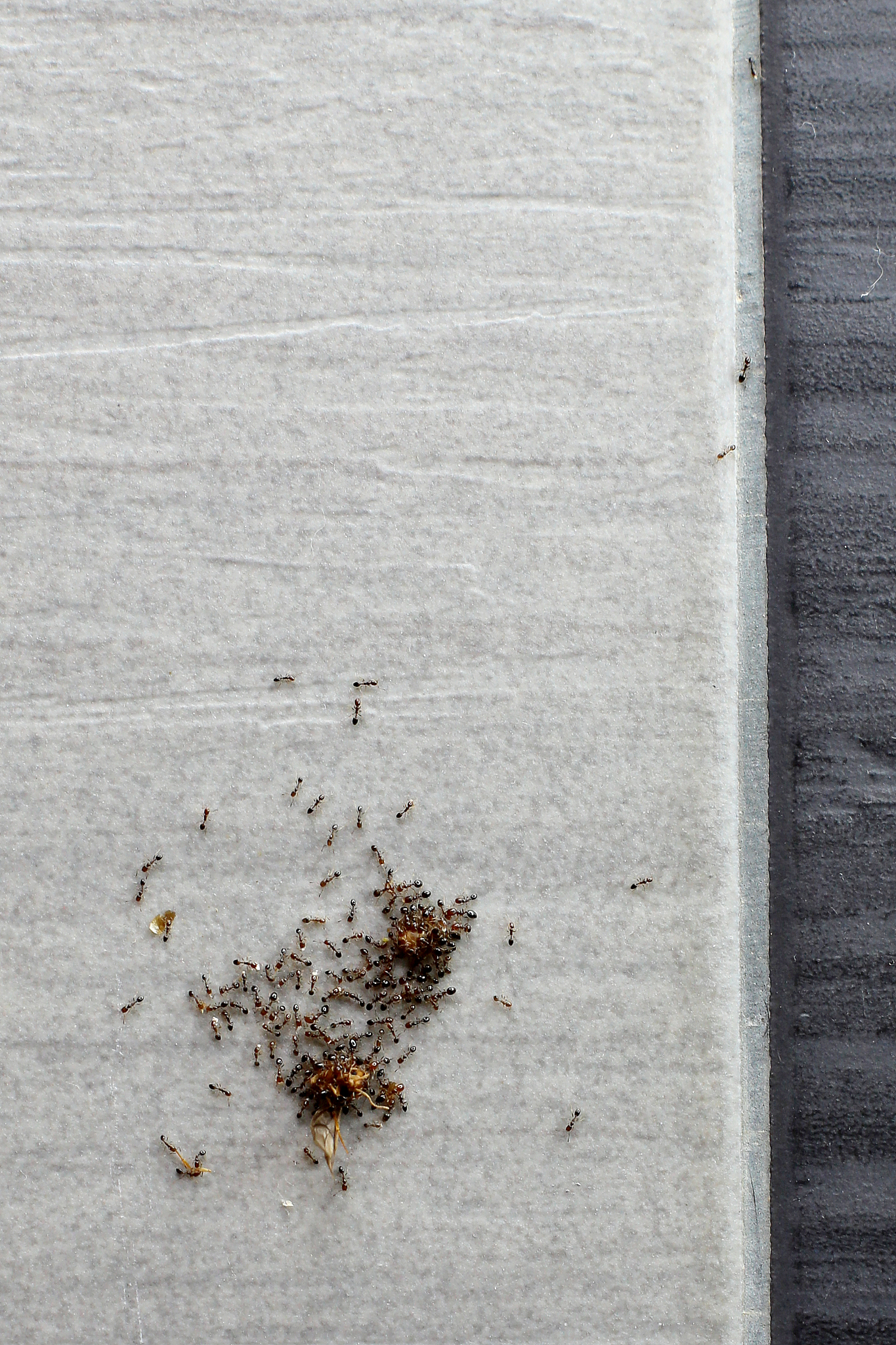 family of ants