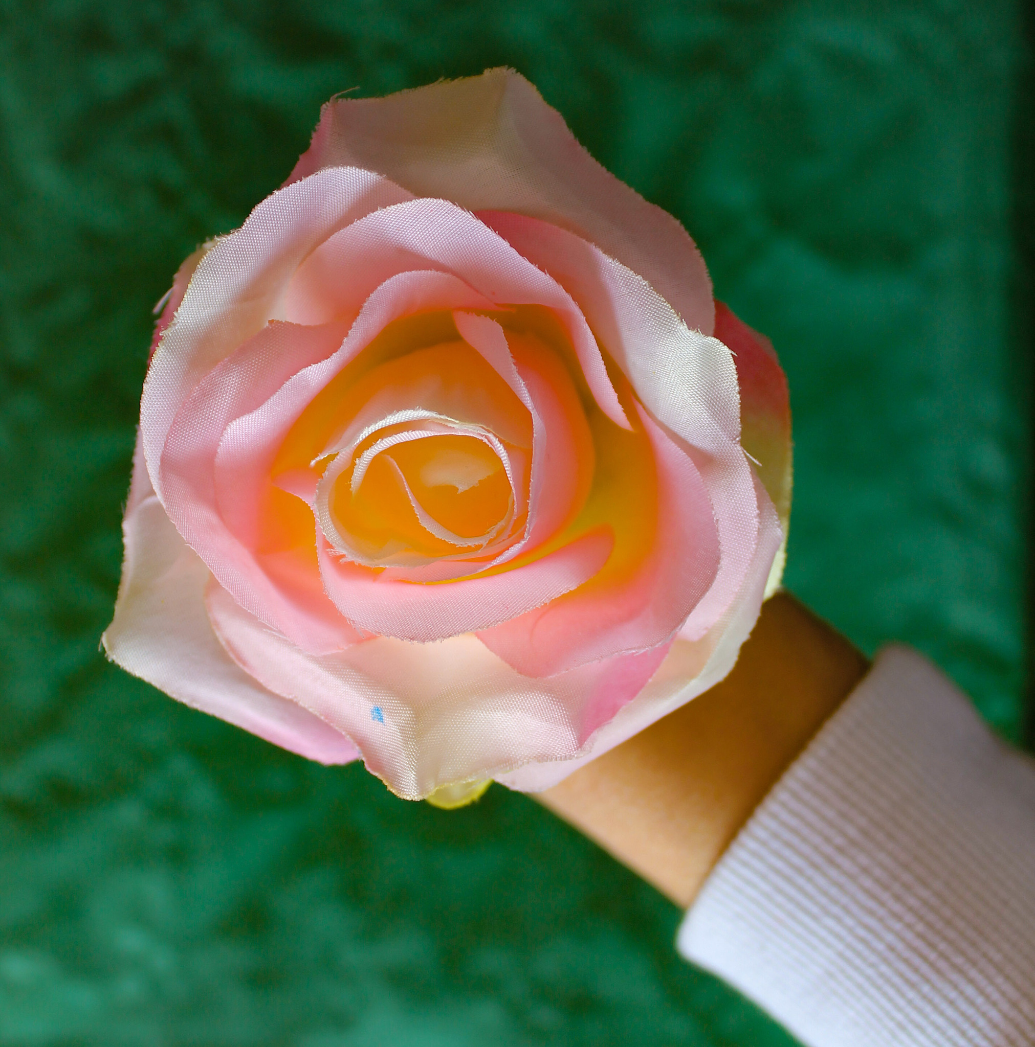 cropped hand of person holding rose