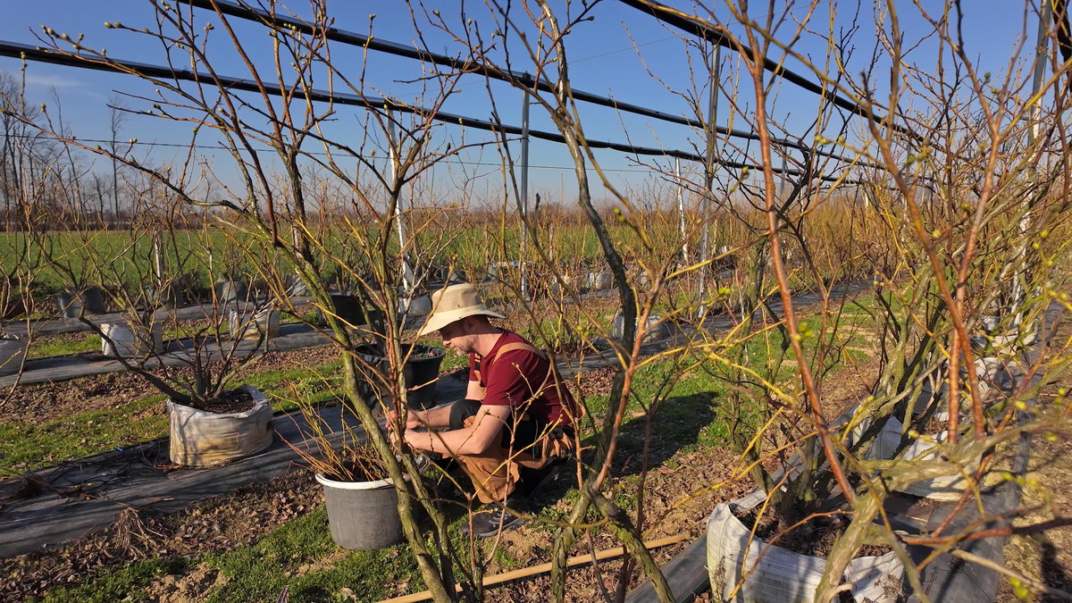 樱桃树适合什么地方种植南方种植有什么注意事项1000字