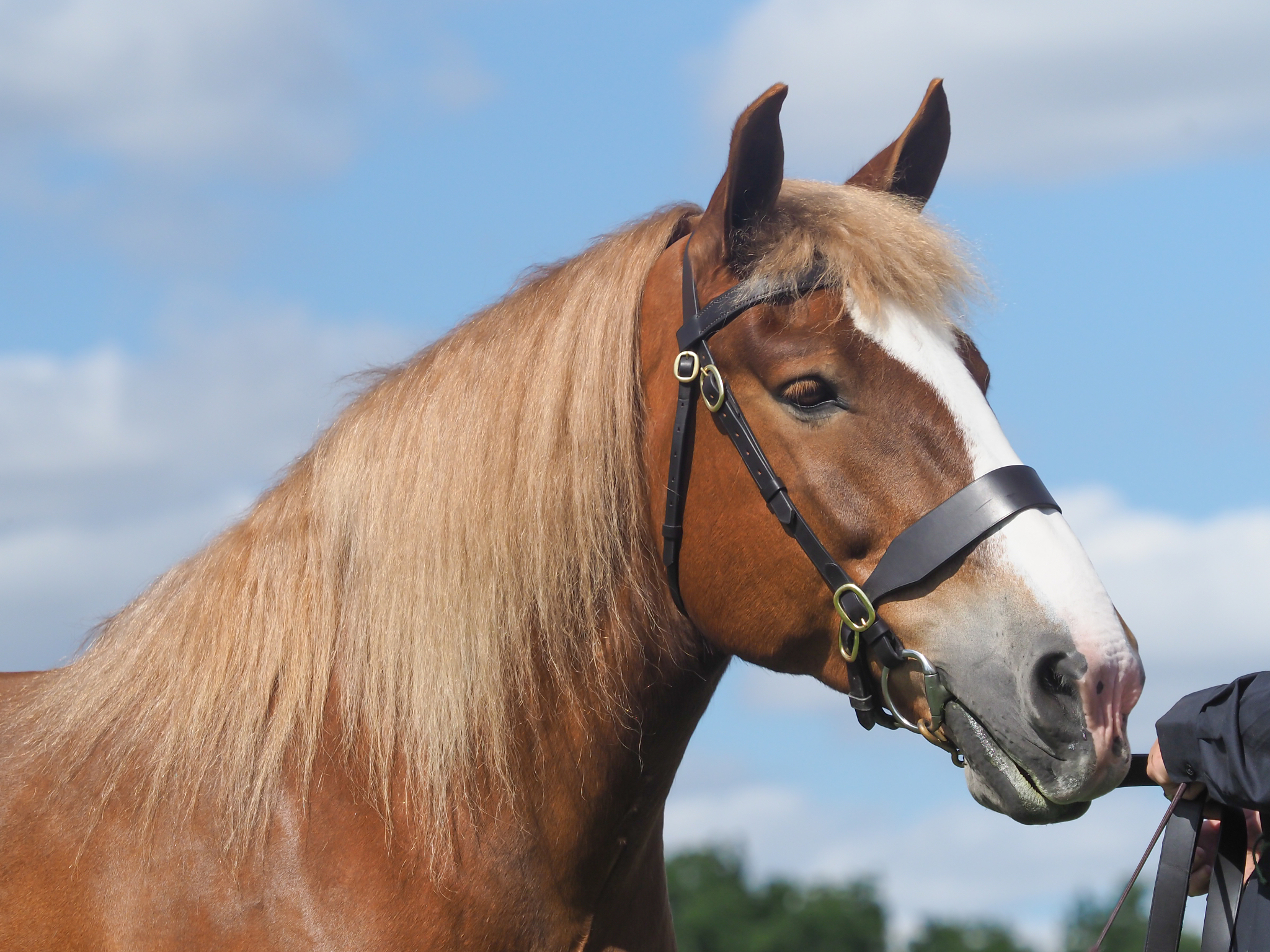 horse head shot