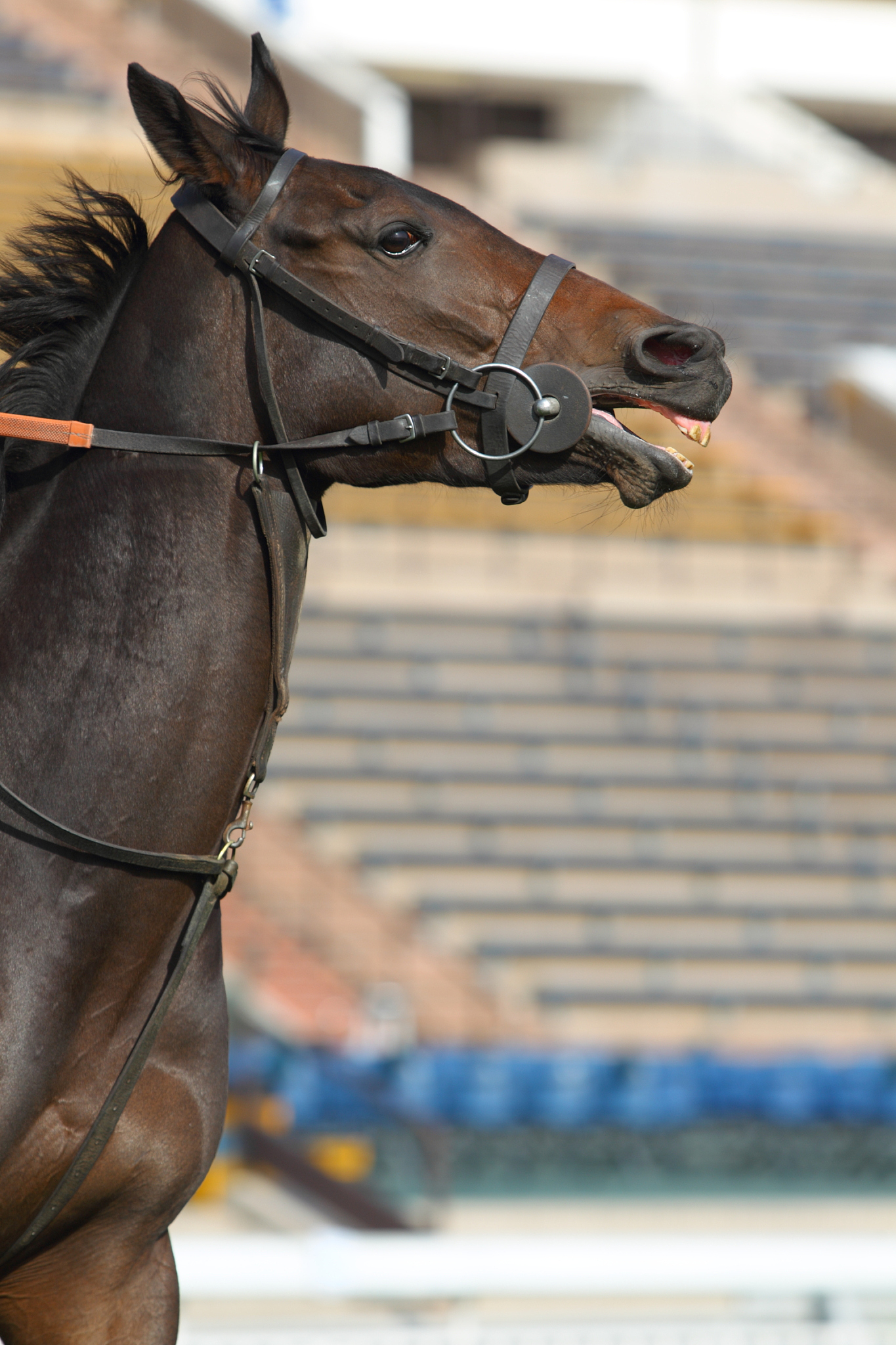 horse