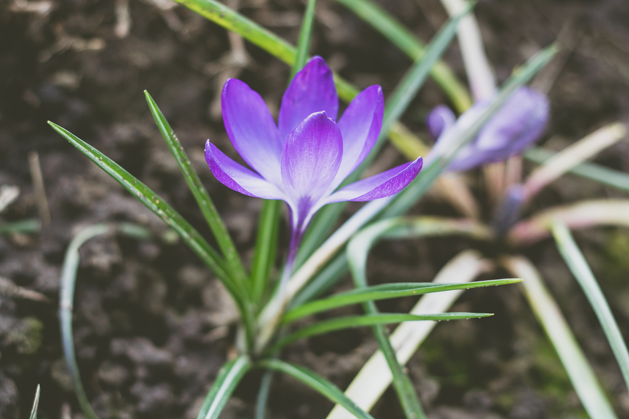 close-up of flowers