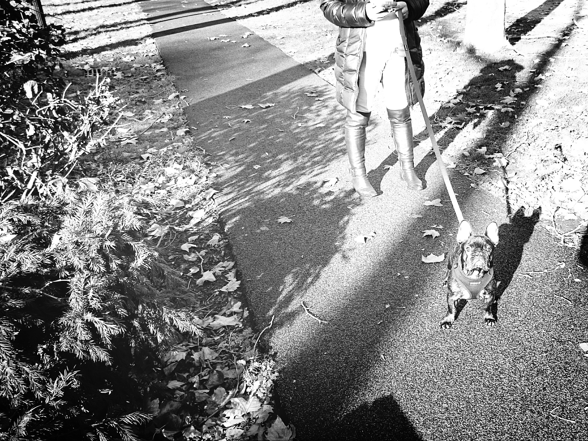 low section of woman with french bulldog on footpath