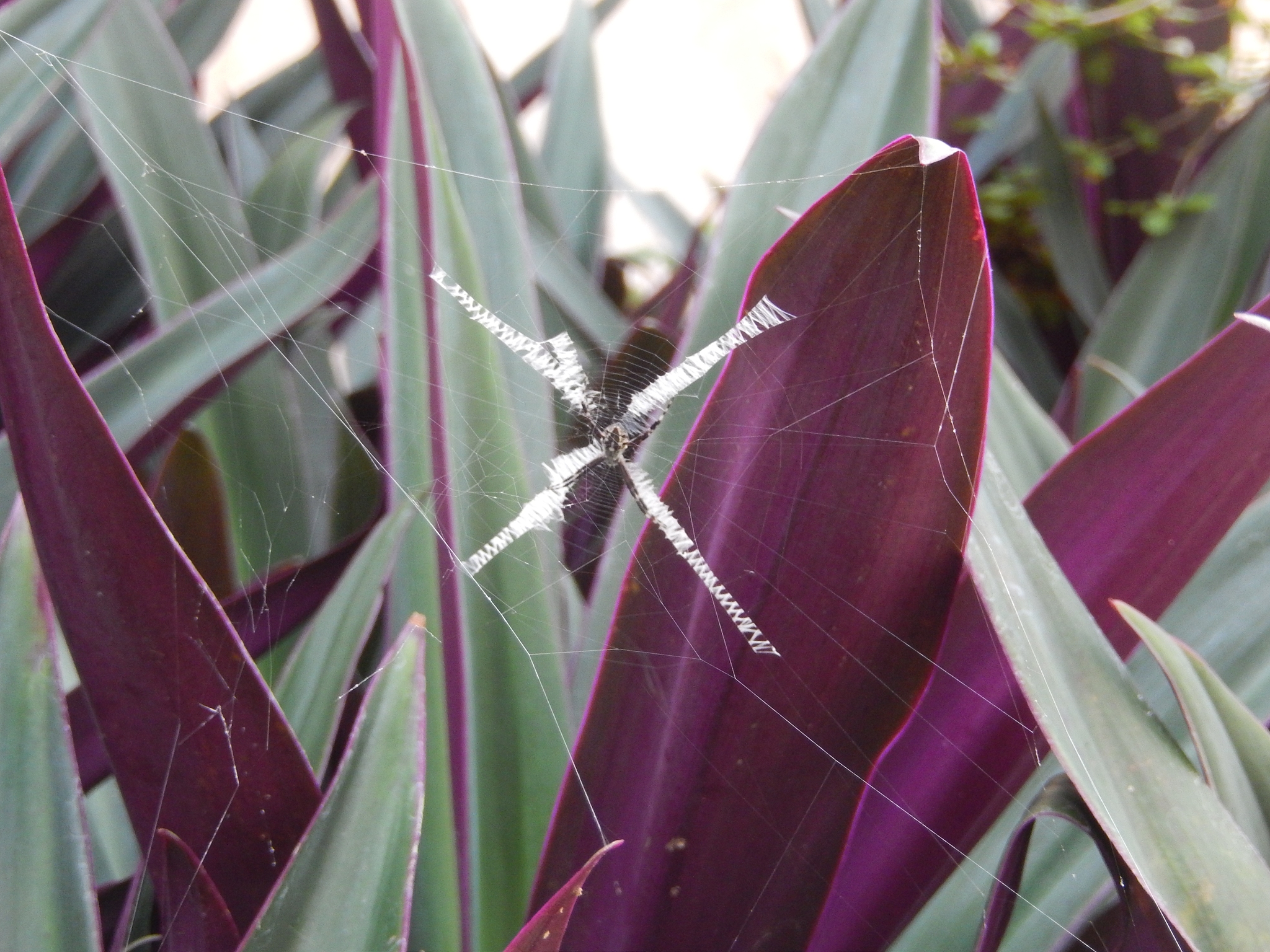 蜘蛛学家张维为