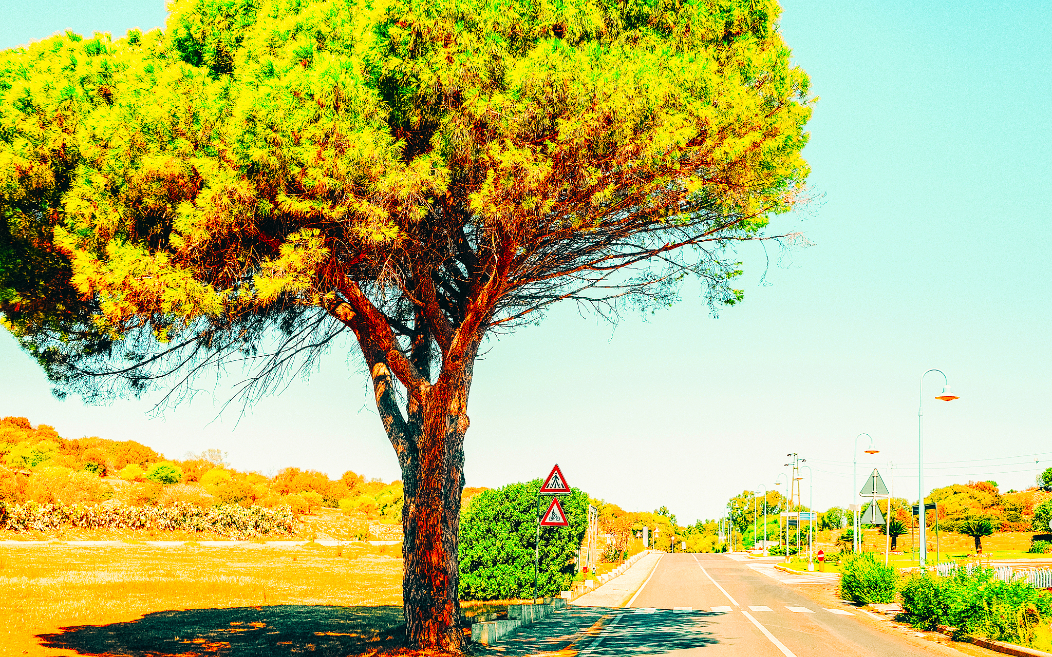 tall tree along road at villasimius cagliari south sardinia