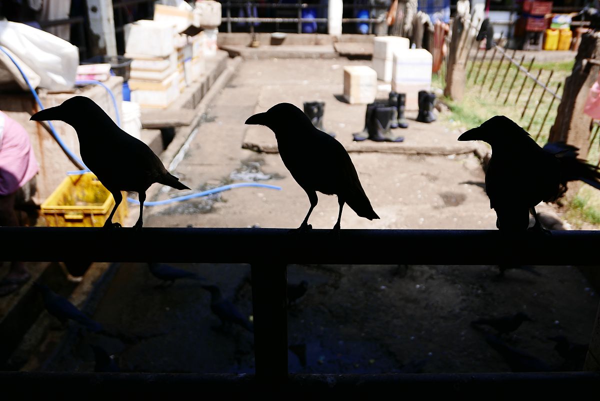 智慧乌鸦项目实施方案：探索乌鸦的智慧与生态价值