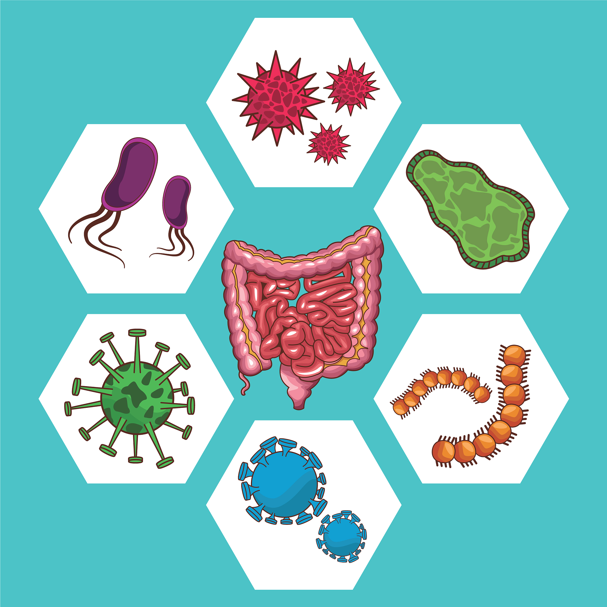 肠道菌群：免疫系统的关键调节者