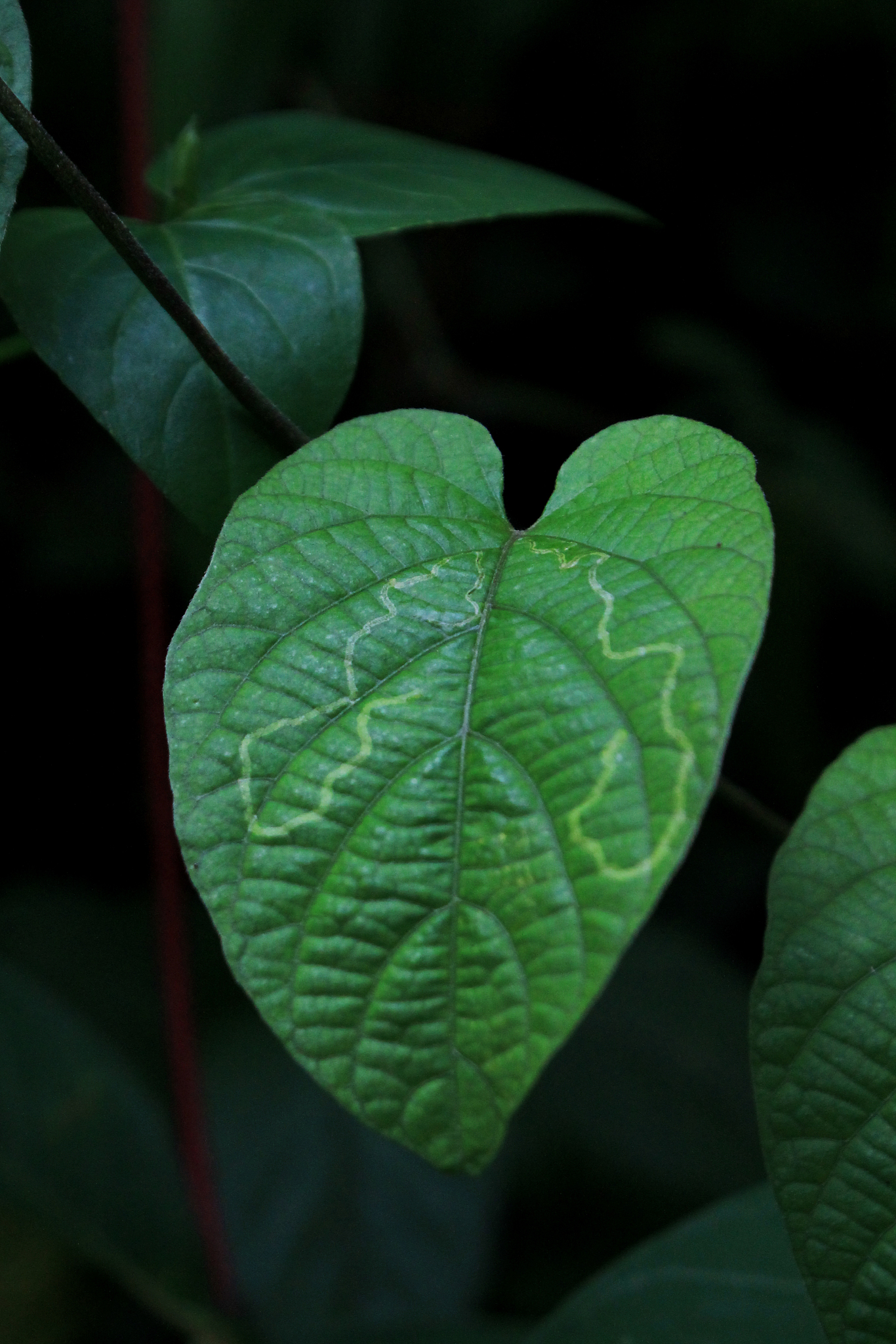 green leaf