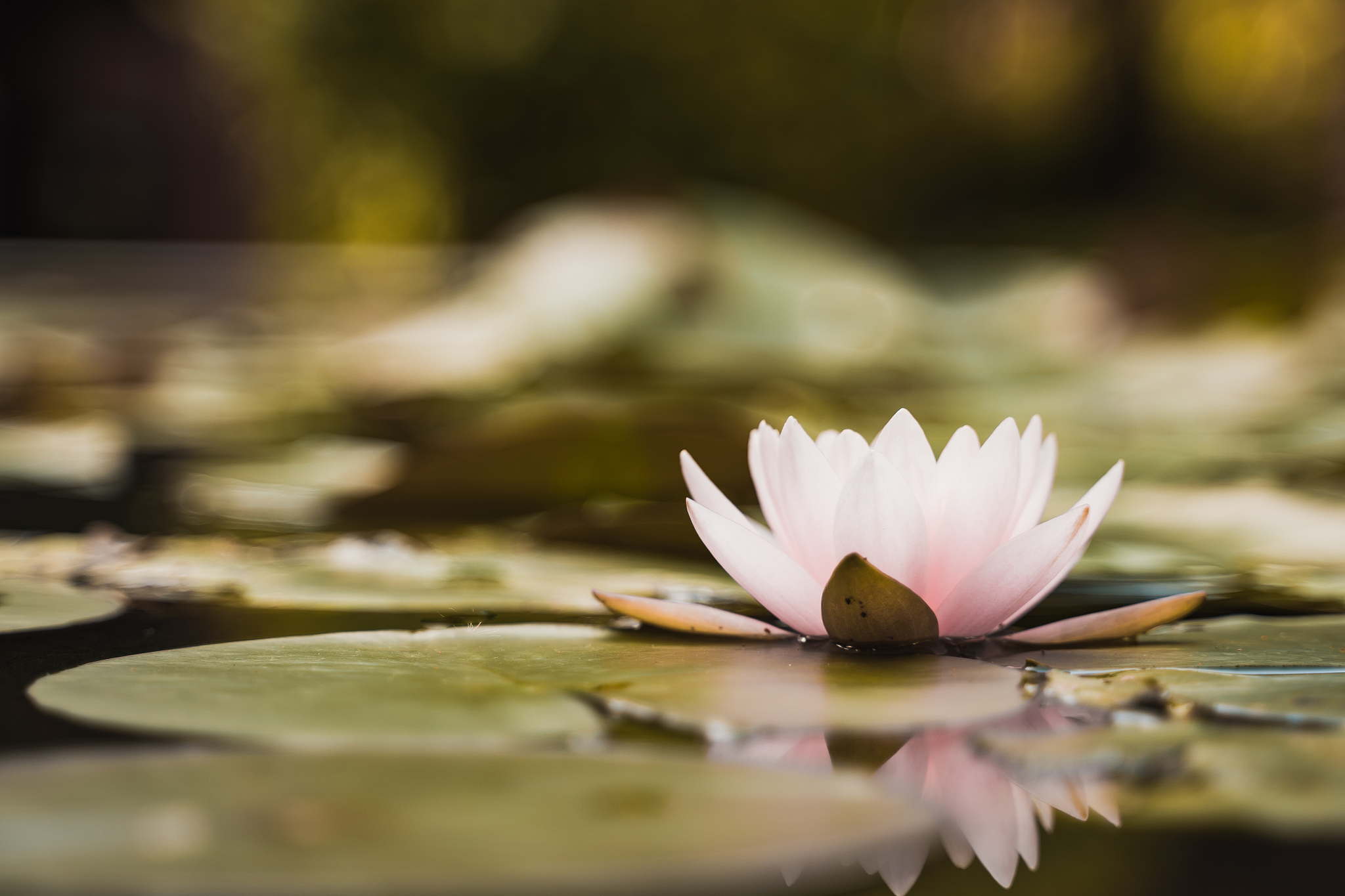 上善若水写一篇作文