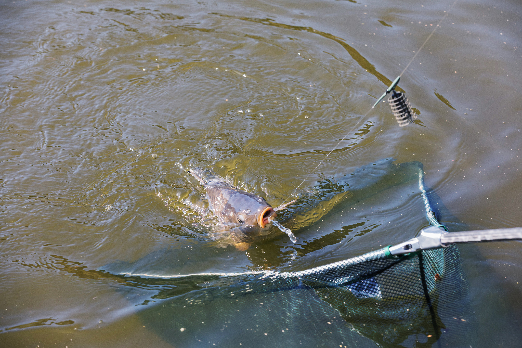 有什么东西放在水里能让里面的鱼靠边