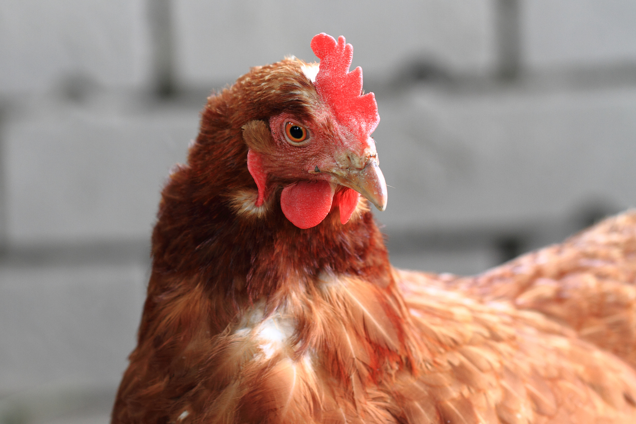 chicken head