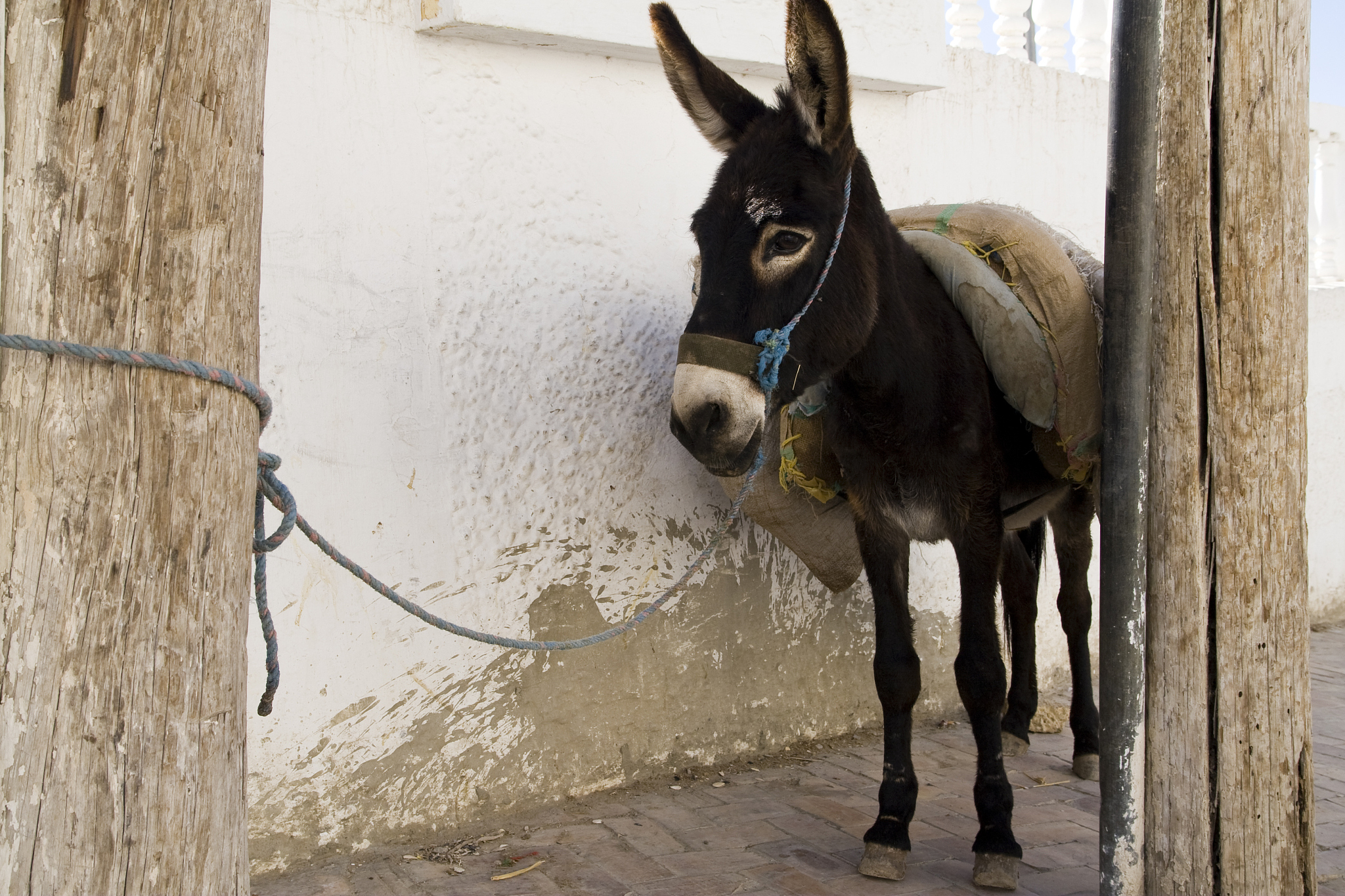 donkey