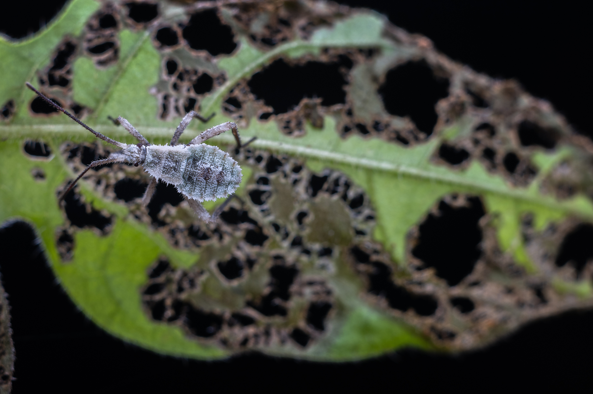 要求：荔枝蝽饲养及生长发育观察1 卵块保湿处理每天记录温度定时每天1次或3次根据所饲养的昆虫世代时间观察并记录昆虫生长发育情况直至成虫死亡每个虫态均要拍照记录。2 按论文格式撰写实验报告包括观察所饲养昆虫的各个虫态形态特征以及照片计算各个历期及寿命。3 实验报告打印后提交但同时需要提交电子版。拍照要清晰带有个人明显标识能让我知道不是网图即可正文宋体小四行间距125实验报告标注+学号后三位+姓名。