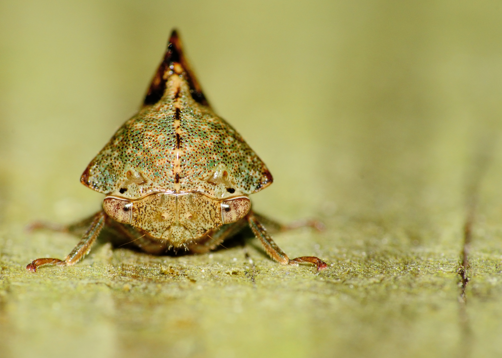 leaf-hopper