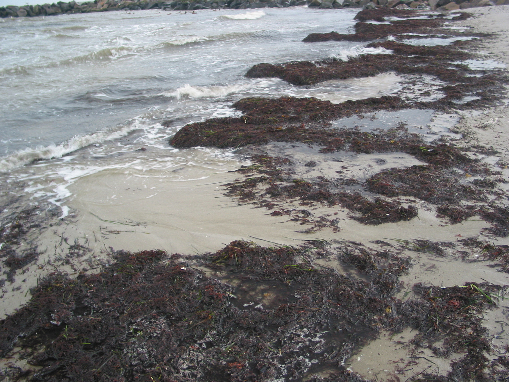 Kaylee Burns Lisa Anne Hendricks Kate Saenko Trevor Darrell and Anna Rohrbach Women also snowboard Overcoming bias in captioning models In ECCV 2018 翻译