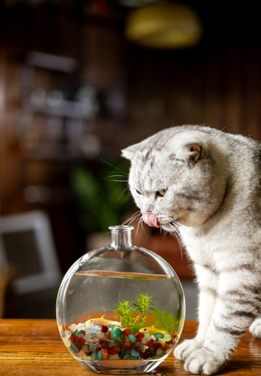 猫能不能喝矿泉水