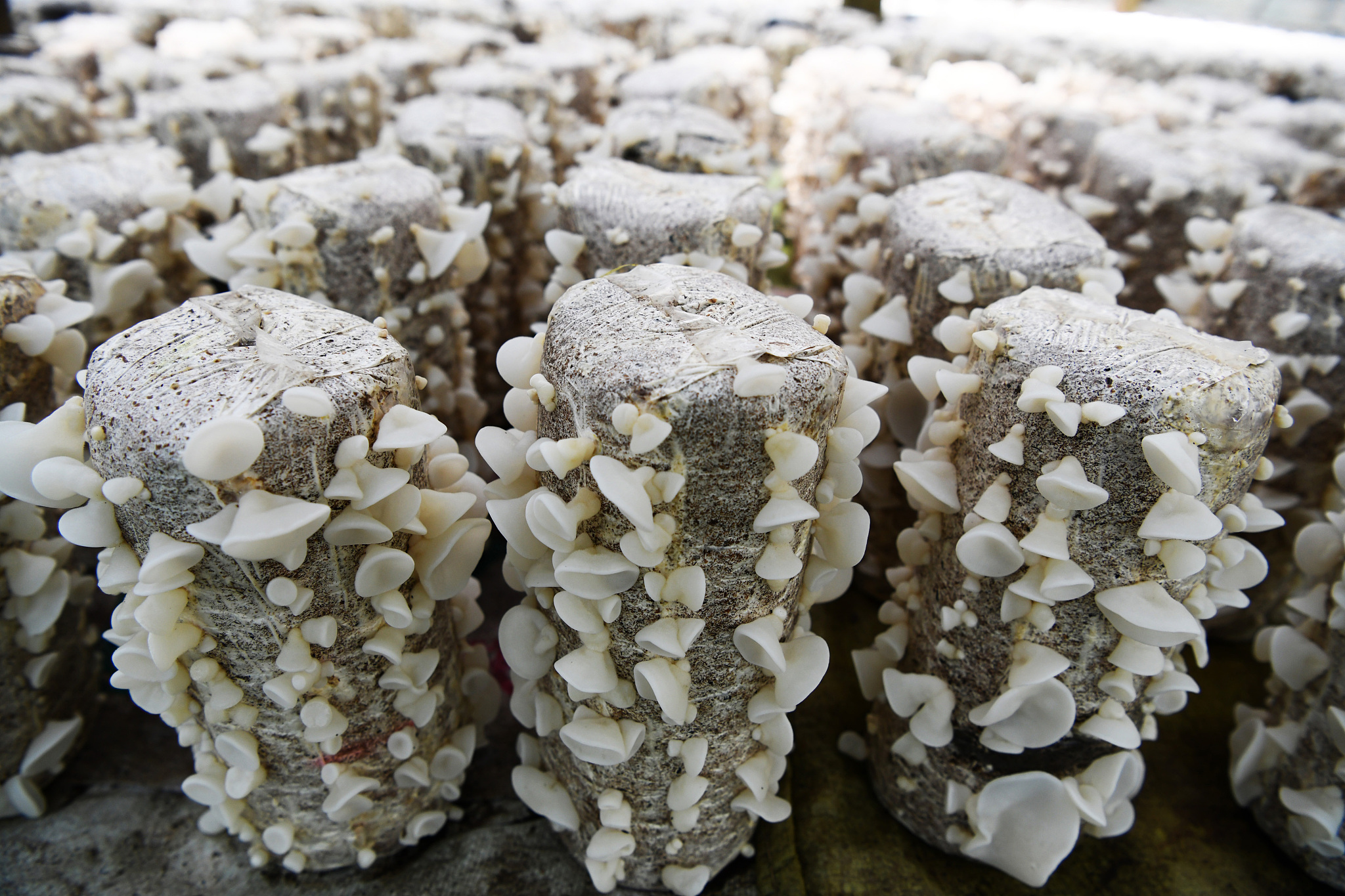 银耳原种栽培种育合最少多久可以成熟 用230字帮我描述