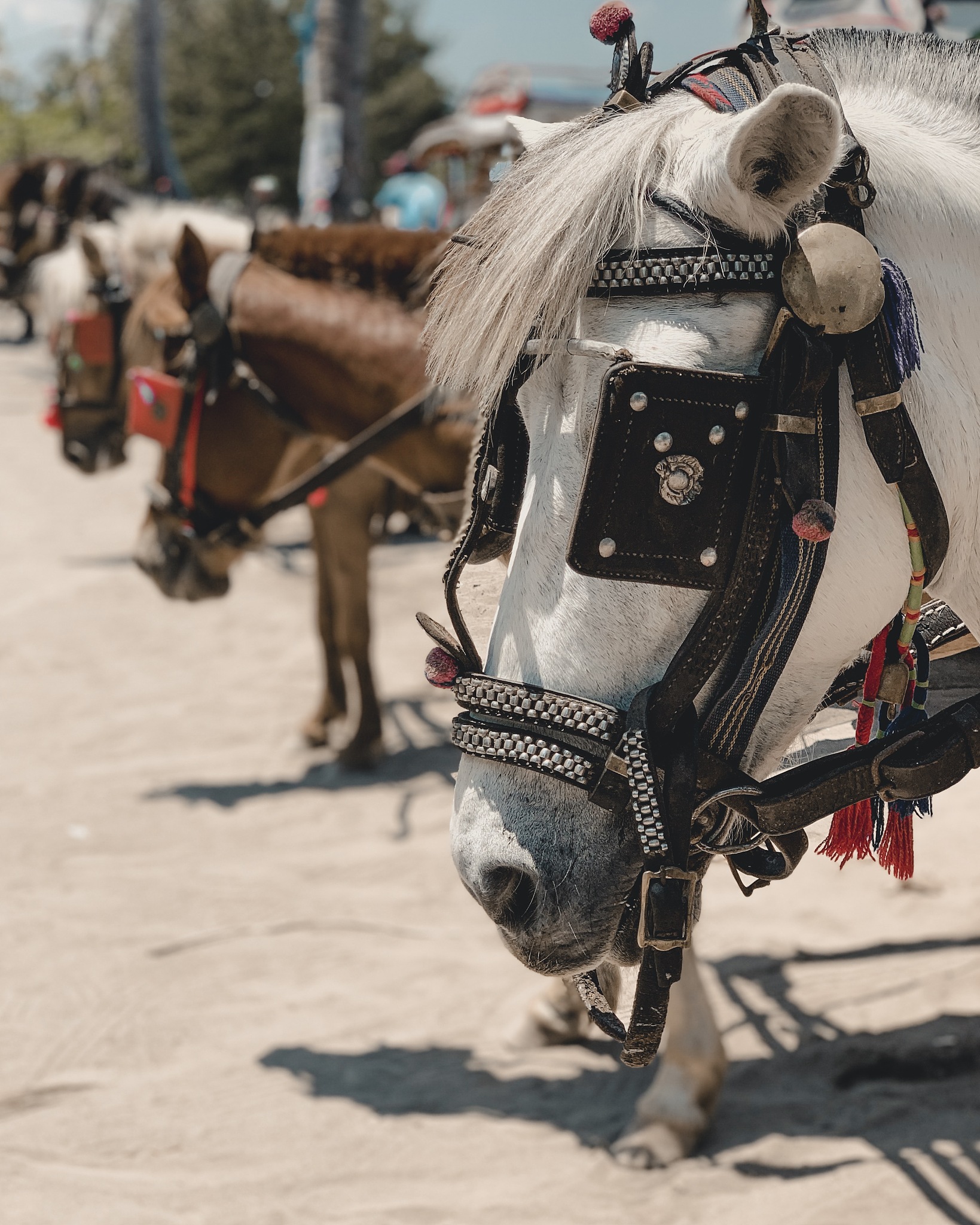 pony show
