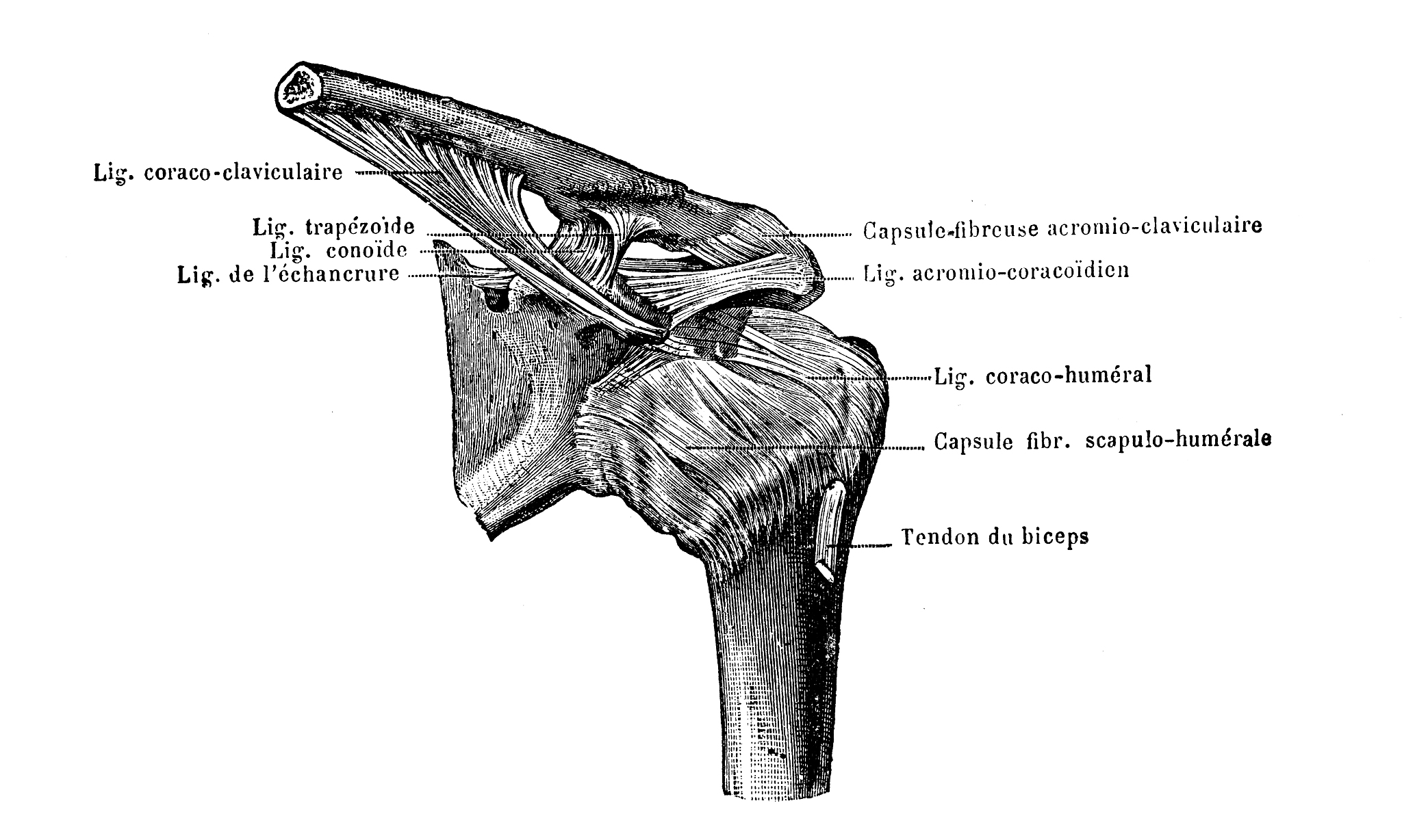 肩关节有软骨吗肩关节有软骨。肩关节是由肩胛骨上的关节窝和肱骨上的球形头组成的球突关节。在这个关节中肱骨上的球形头与肩胛骨上的关节窝之间嵌有软骨。软骨可以减轻摩擦保护关节并为肩关节提供支持和稳定性。类风湿性关节炎导致的肩关节疼痛该怎么治疗类风湿性关节炎导致的肩关节疼痛可以在医生指导下采用以下治疗方法：1药物治疗：包括非甾体抗炎药、糖皮质激素、疏松剂等药物。2物理治疗：如温敷、冷敷、按摩、康复训练等可