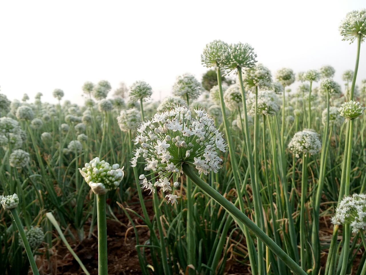 close-up of dandelion growing in field