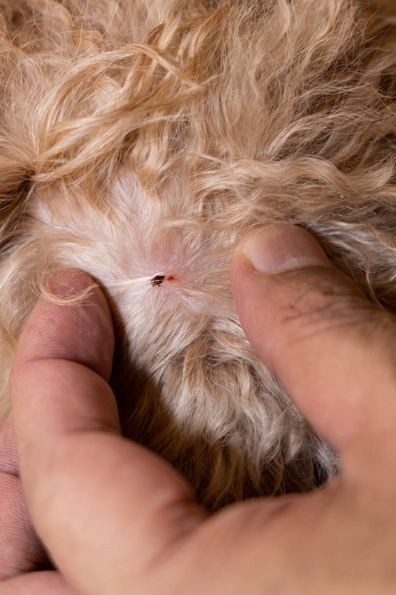 狗狗寄生虫感染：症状、预防及治疗