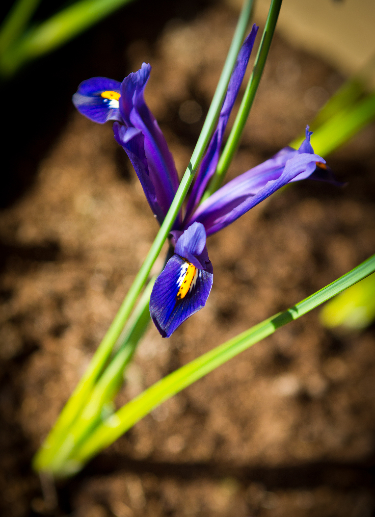 bulb irises in spring
